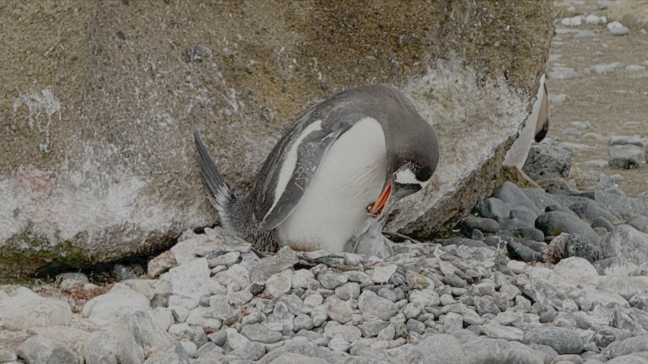 A gentoo penguin feeds a recently hatched chick