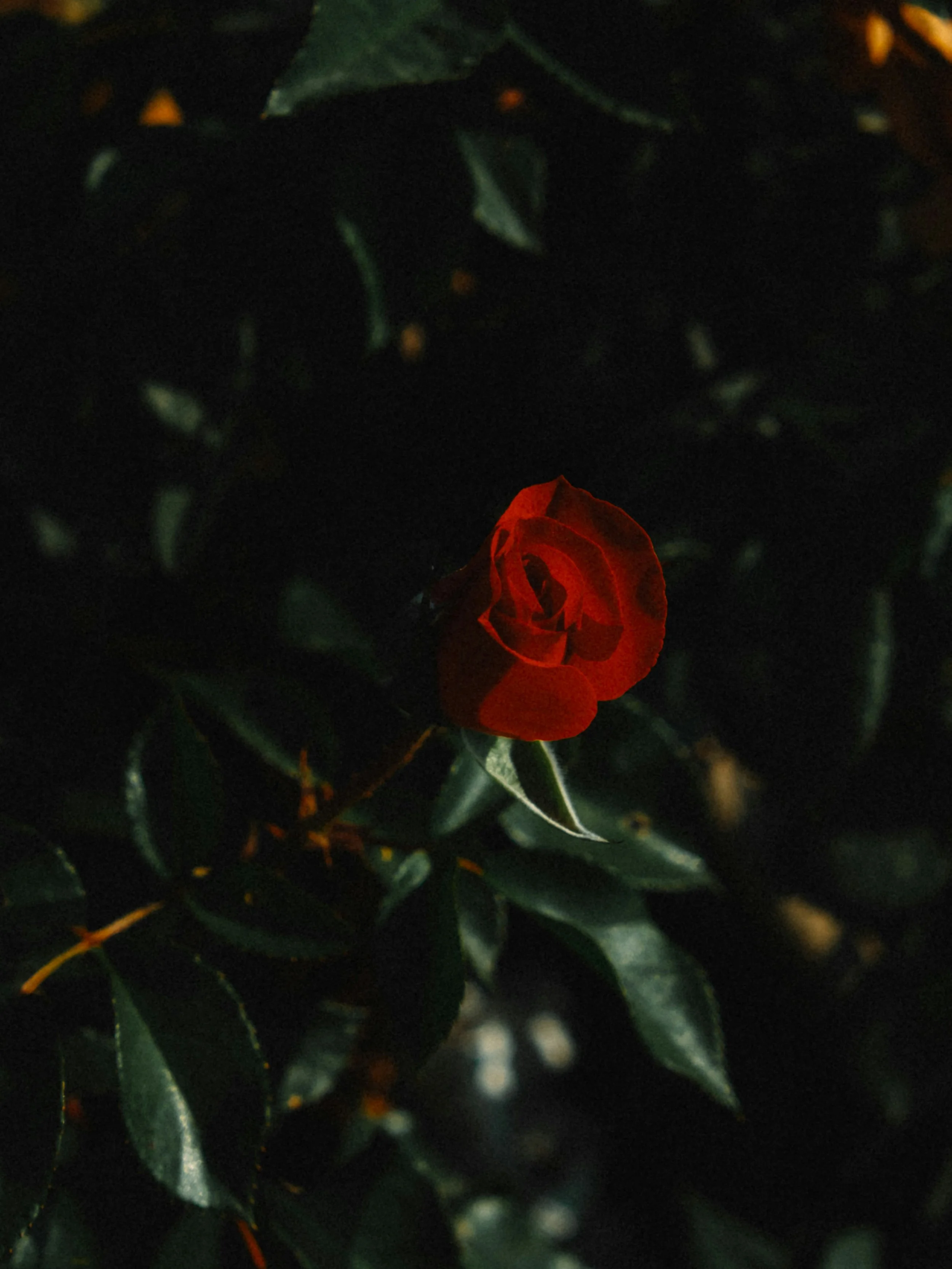 A single red rose surrounded by dark green leaves at night.