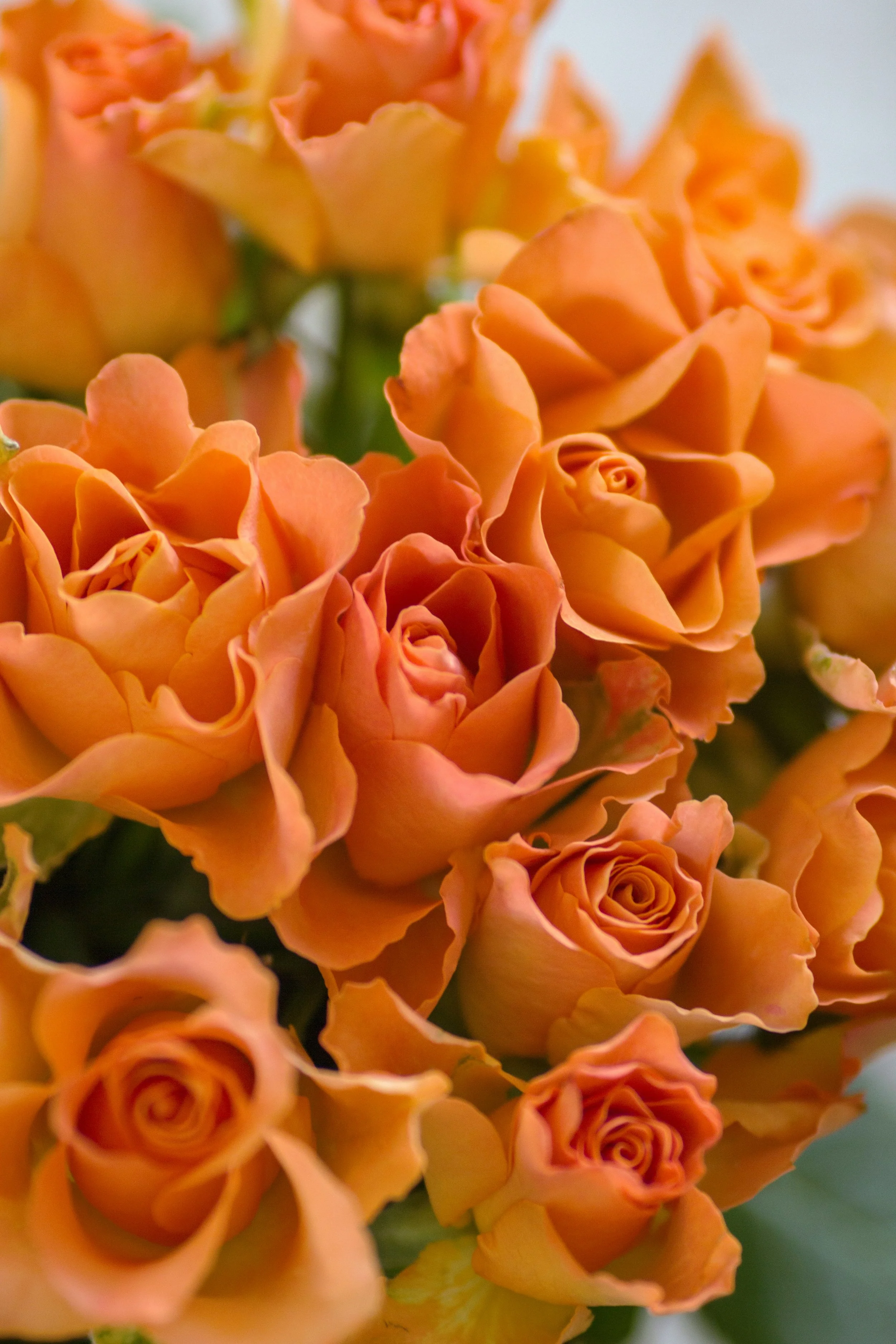 Spray Roses