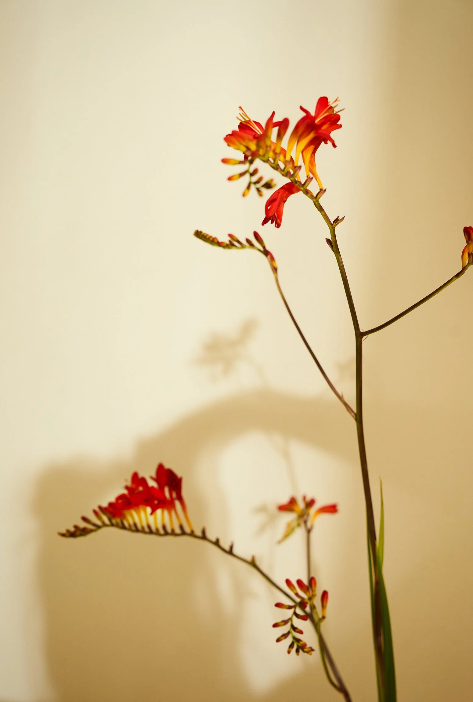 Blume im Therapieraum der Privatpraxis Anna Anft in Köln-Sülz.