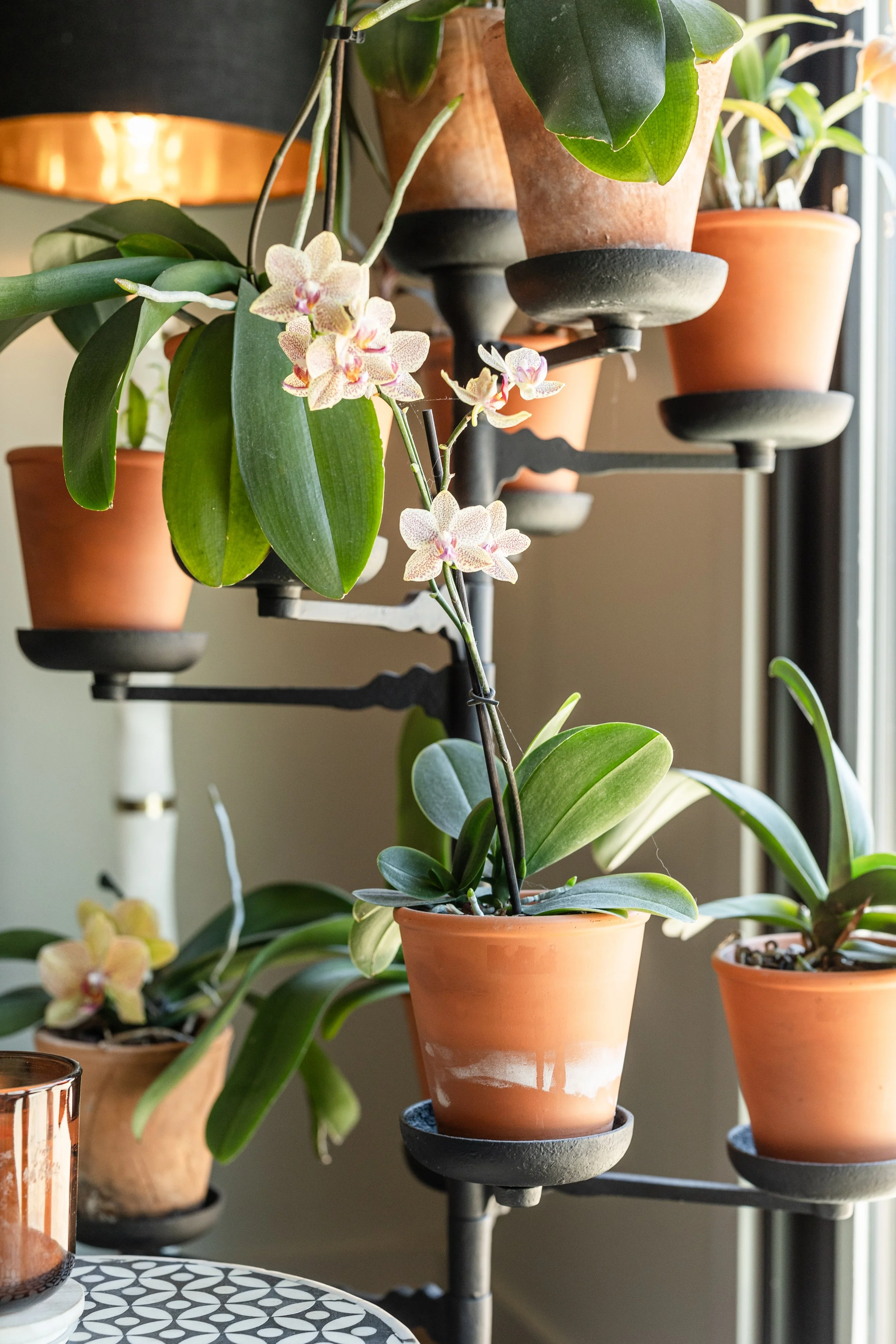 Close-up of potted orchids and plants on a multi-tiered plant stand near a window with sunlight.