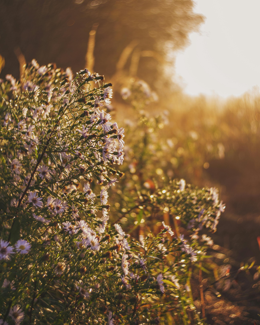 Private therapy space in rural Harpenden for adults seeking hypnotherapy support
