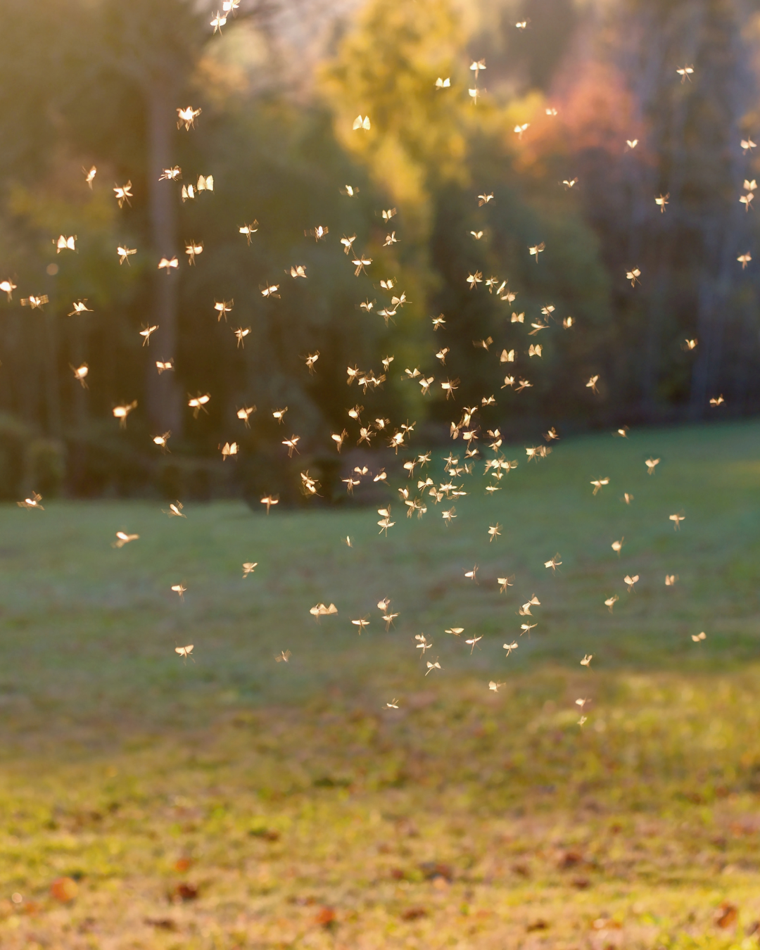 Subconscious mind therapy for anxiety, fears and emotional wellbeing