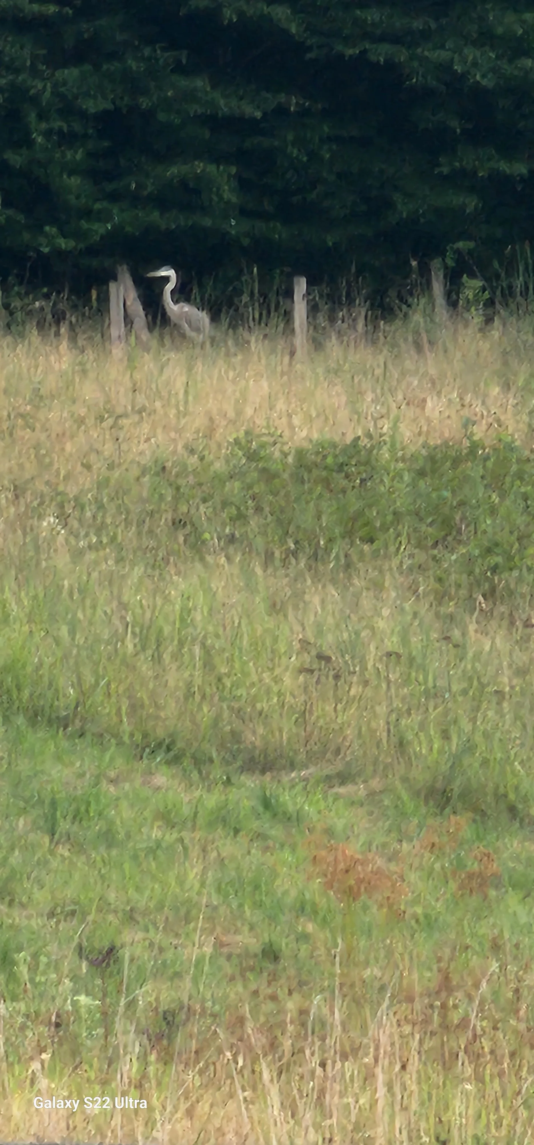 Blue Herron in meadow behind old Koontz Homestead