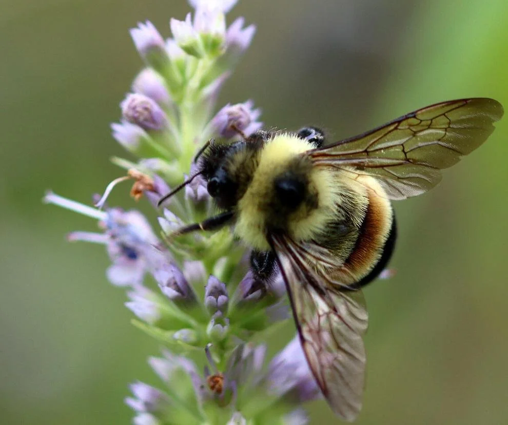 Photo of the Rusty Patch Bumble Bee on a purple flower