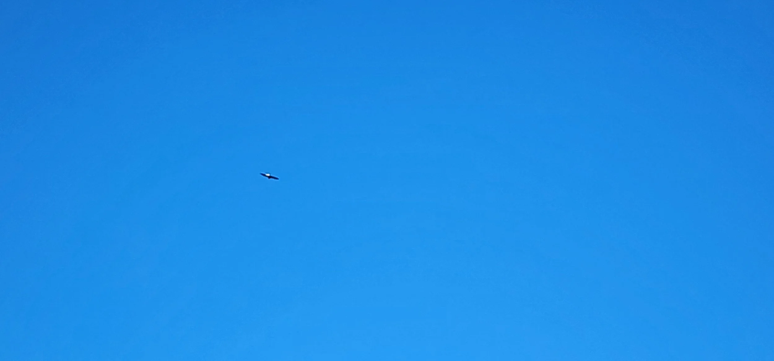 Bald Eagle flying over Old Koontz Homestead