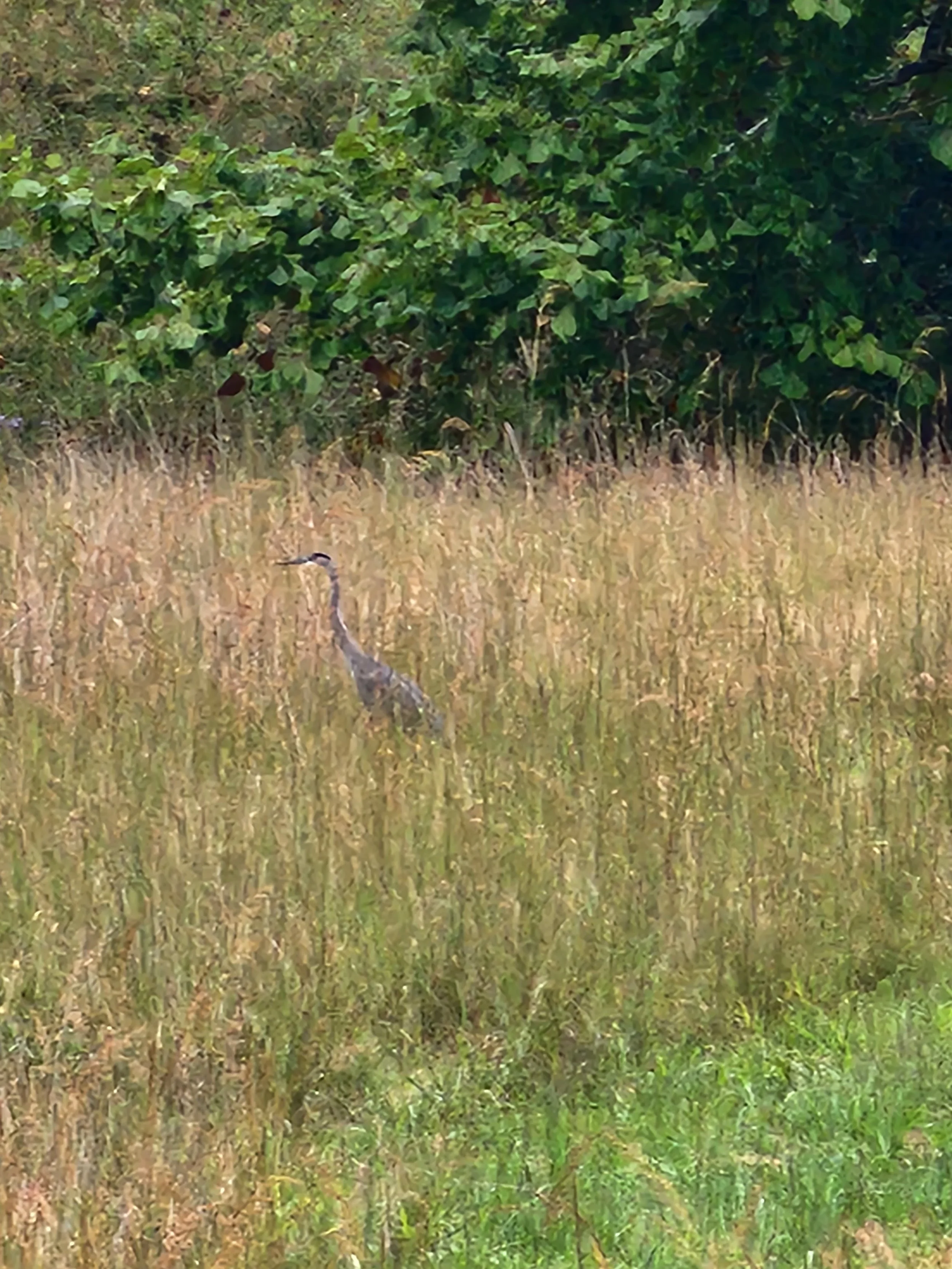 Closeup of blue herron in the meadow behind Old Koontz Homestead watching the pond