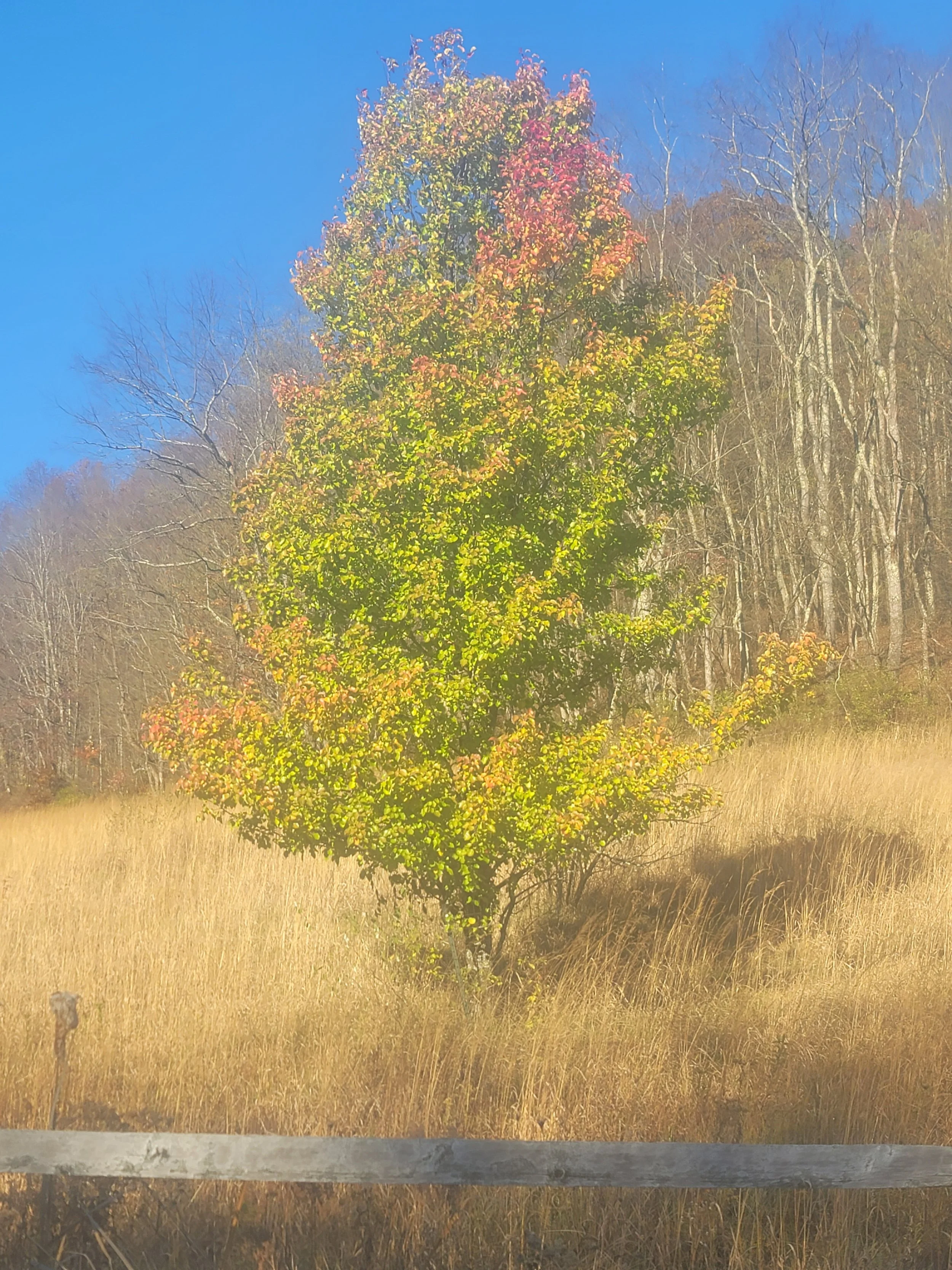 A tree with green, yellow, and red leaves stands in a field of tall grass, with a line of bare trees and a blue sky in the background.
