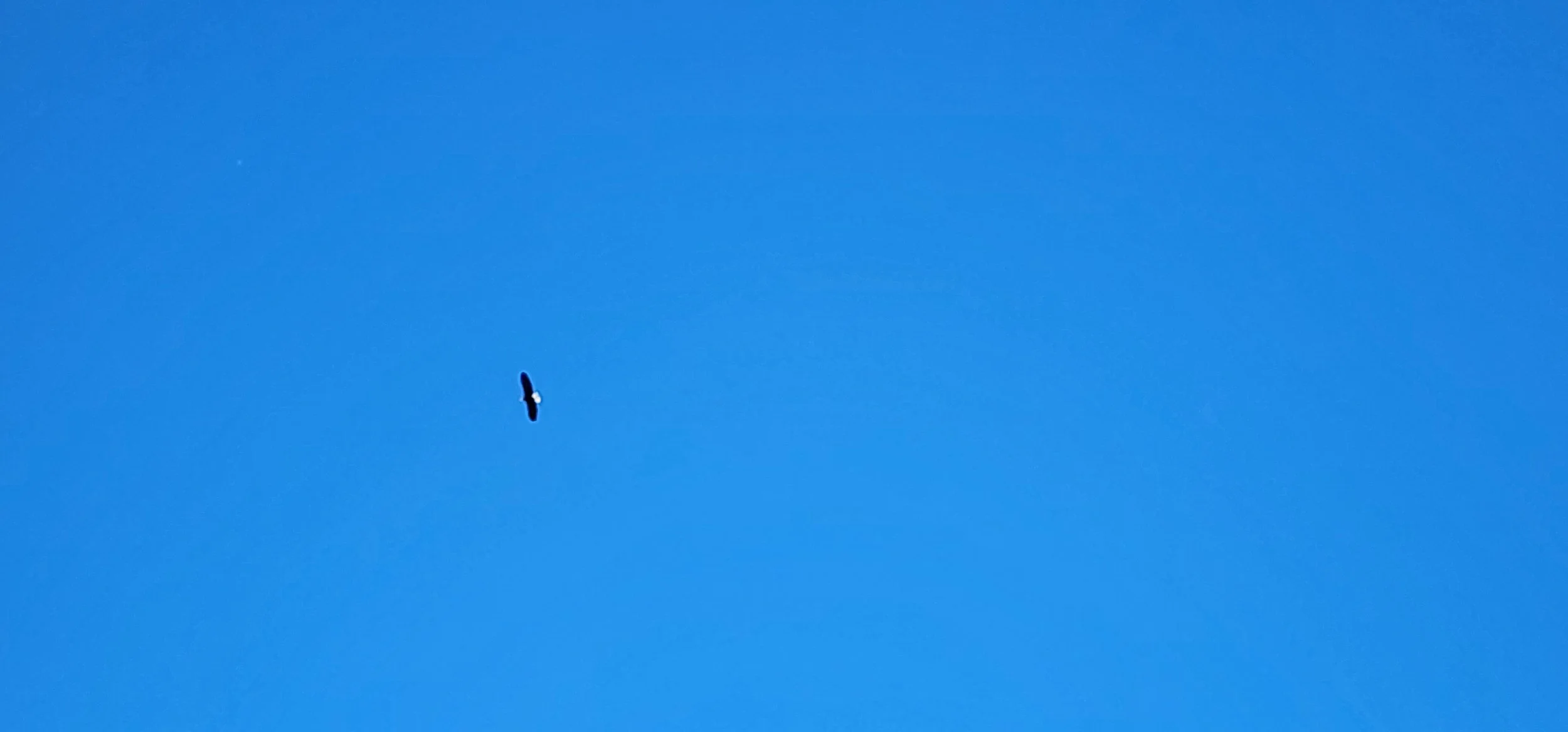 Bald Eagle circling in the air in Koontz Hollow before coming in for a landing