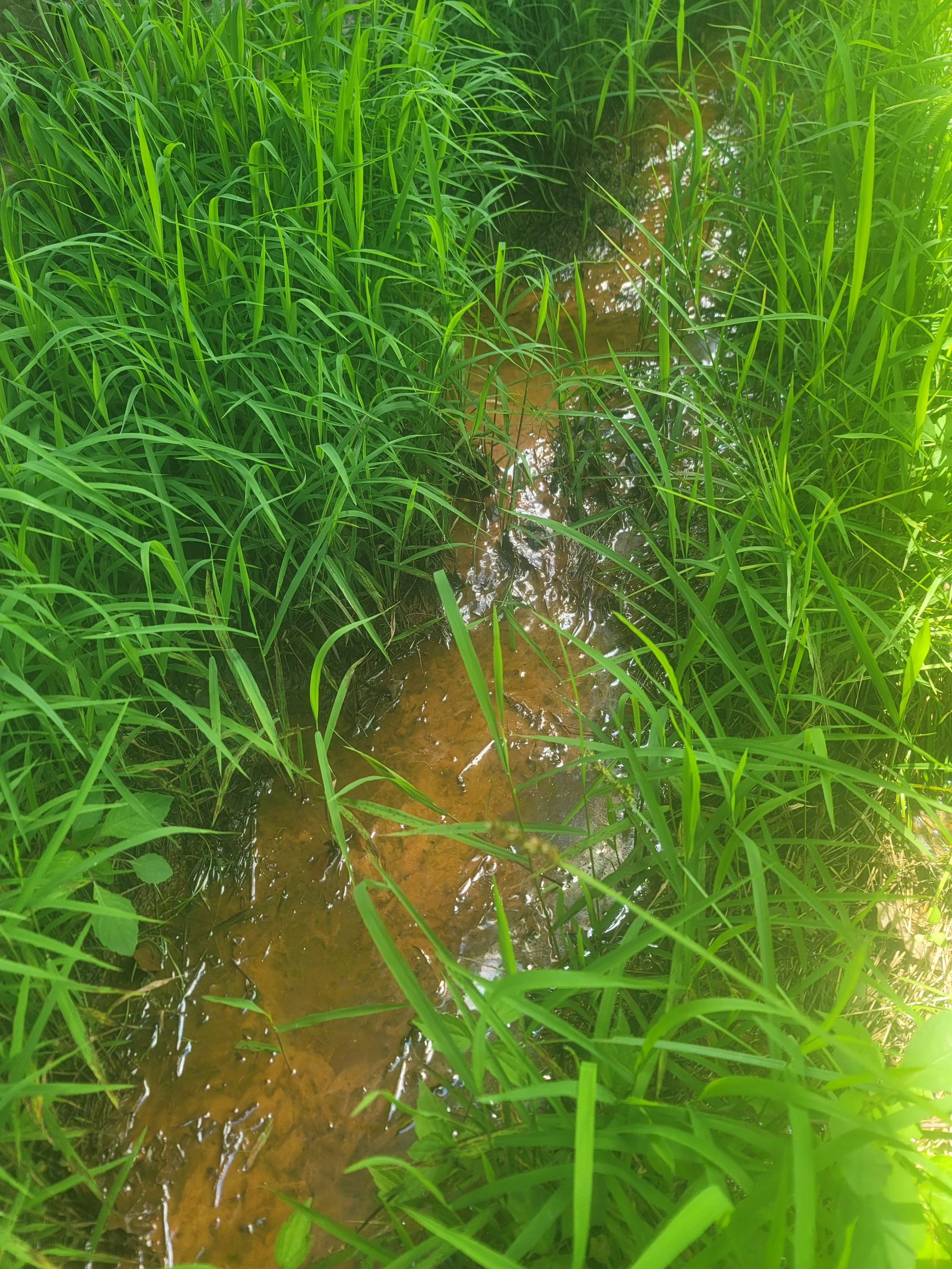 Red and orange untreated water emerging from water table surrounding