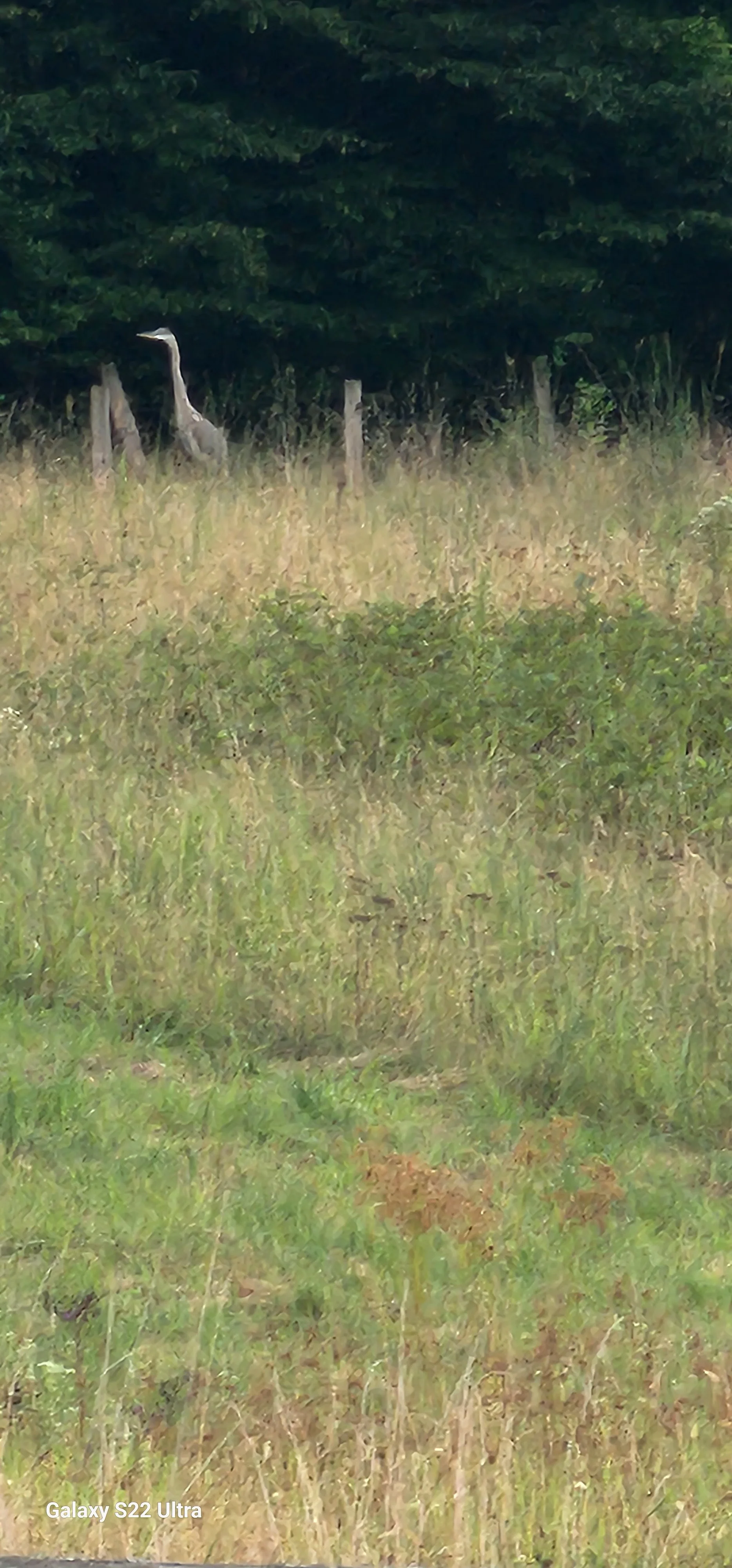 Blue Herron in the meadow behind Old Koontz Homestead