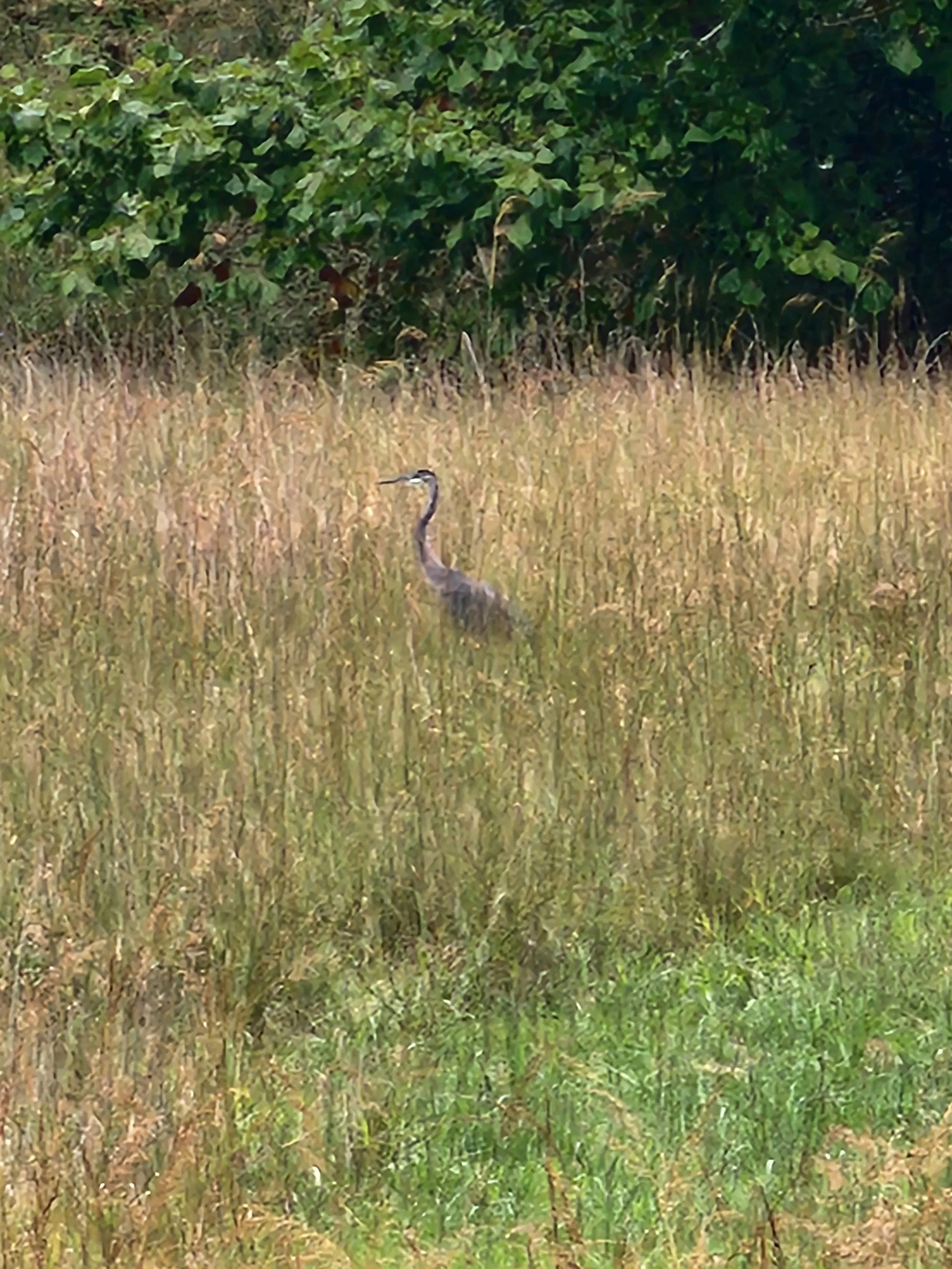 Picture of blue herron near pond behind old Koontz Homestead