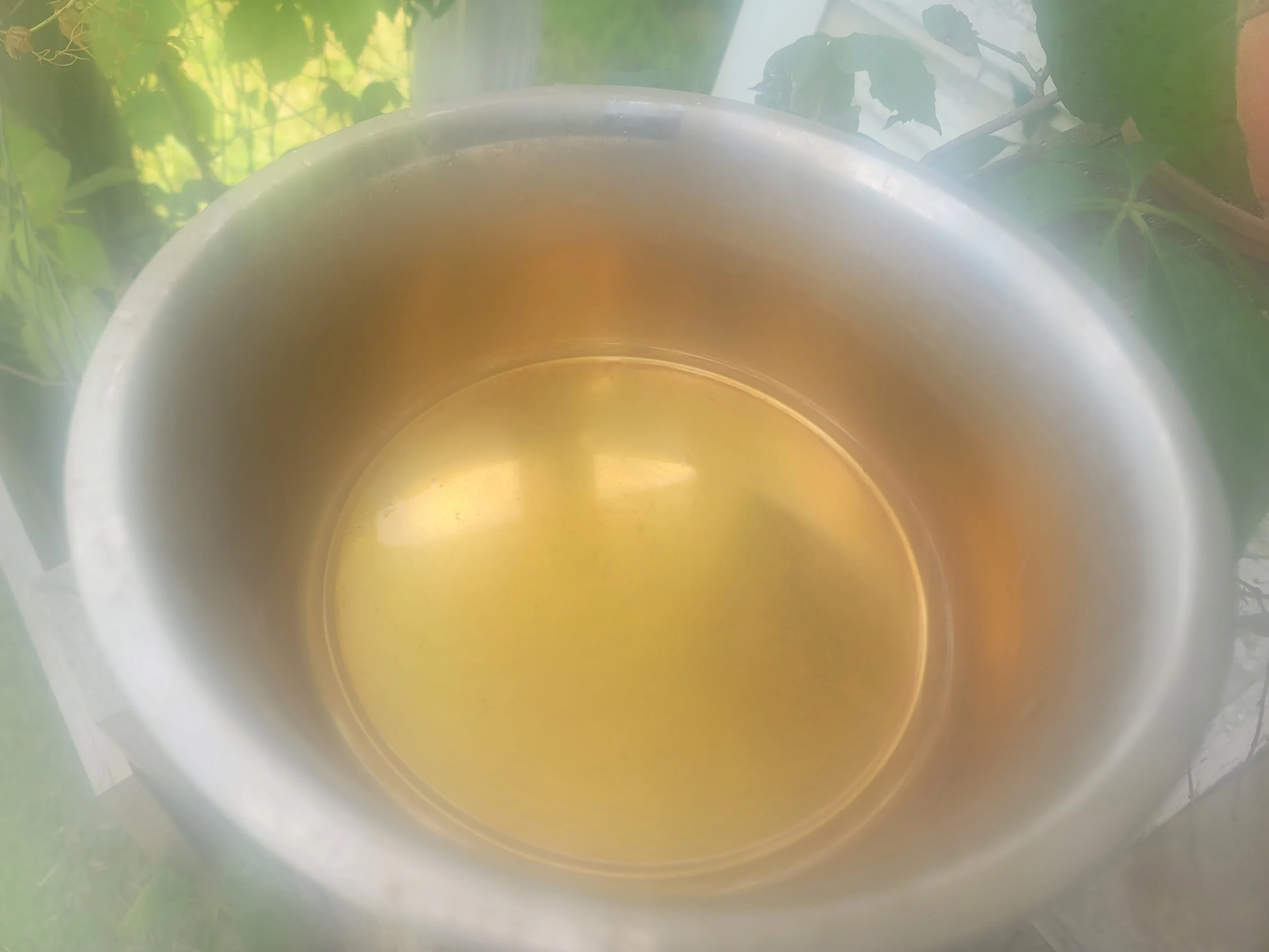 Dog bowl after holding treated water