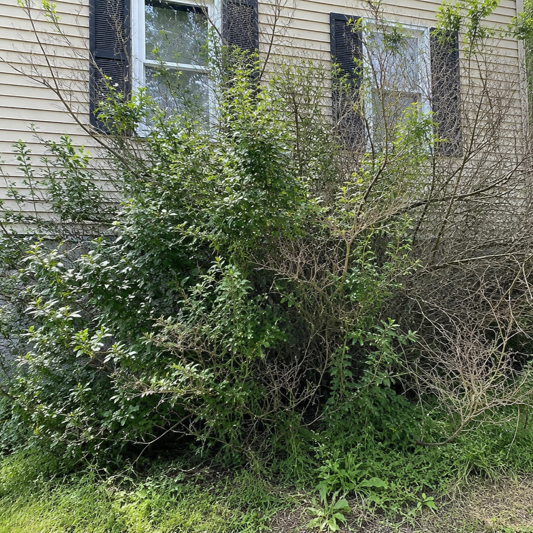 Overgrown bushes and shrubs in front of a house with beige siding and black window shutters.