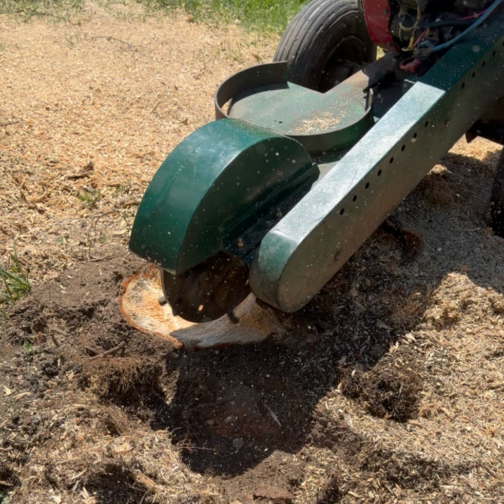 A green stump grinder cutting through a tree stump in dirt on a sunny day.