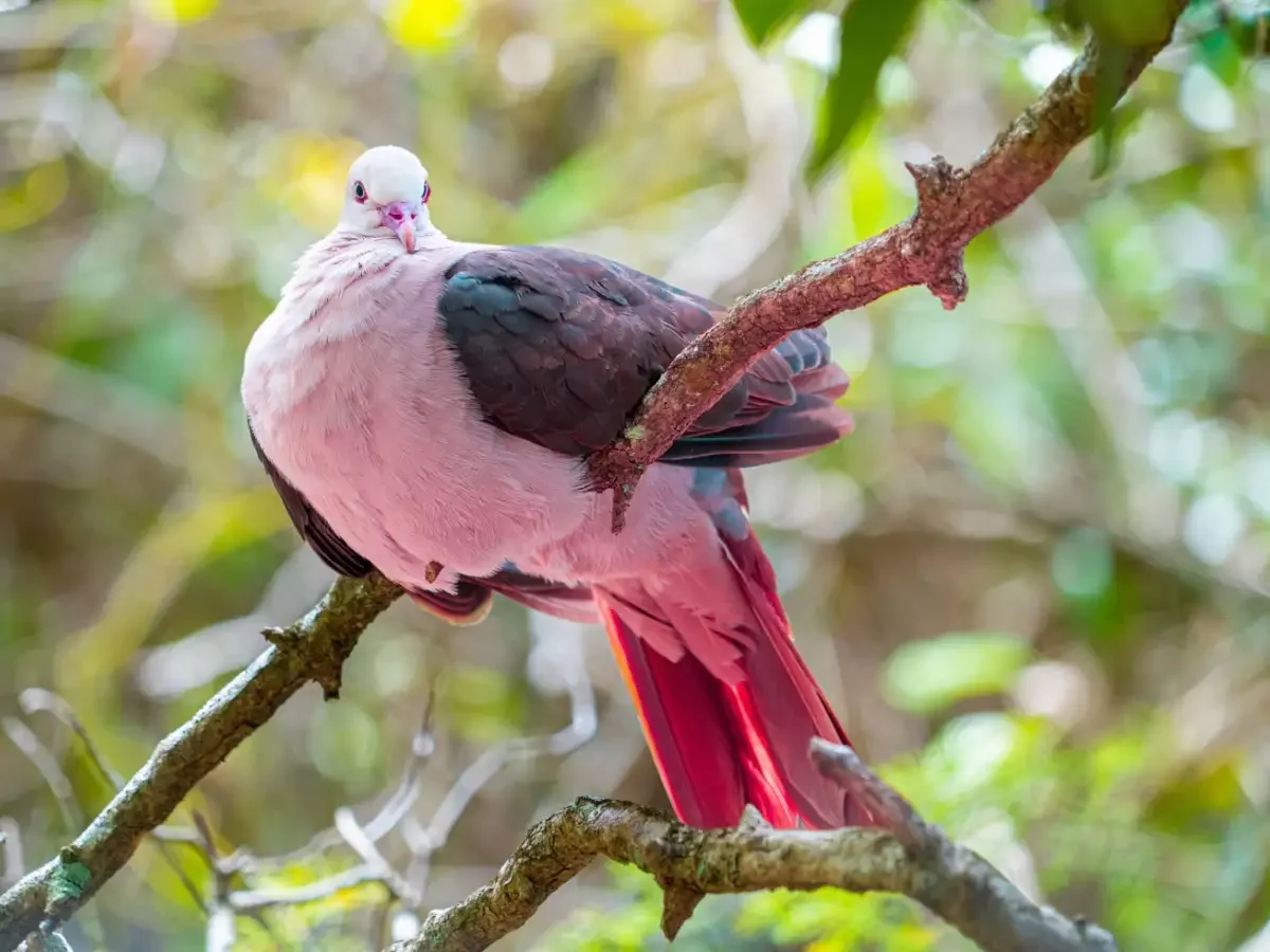 A pink bird with black and red feathers perched on a tree branch amid green foliage.