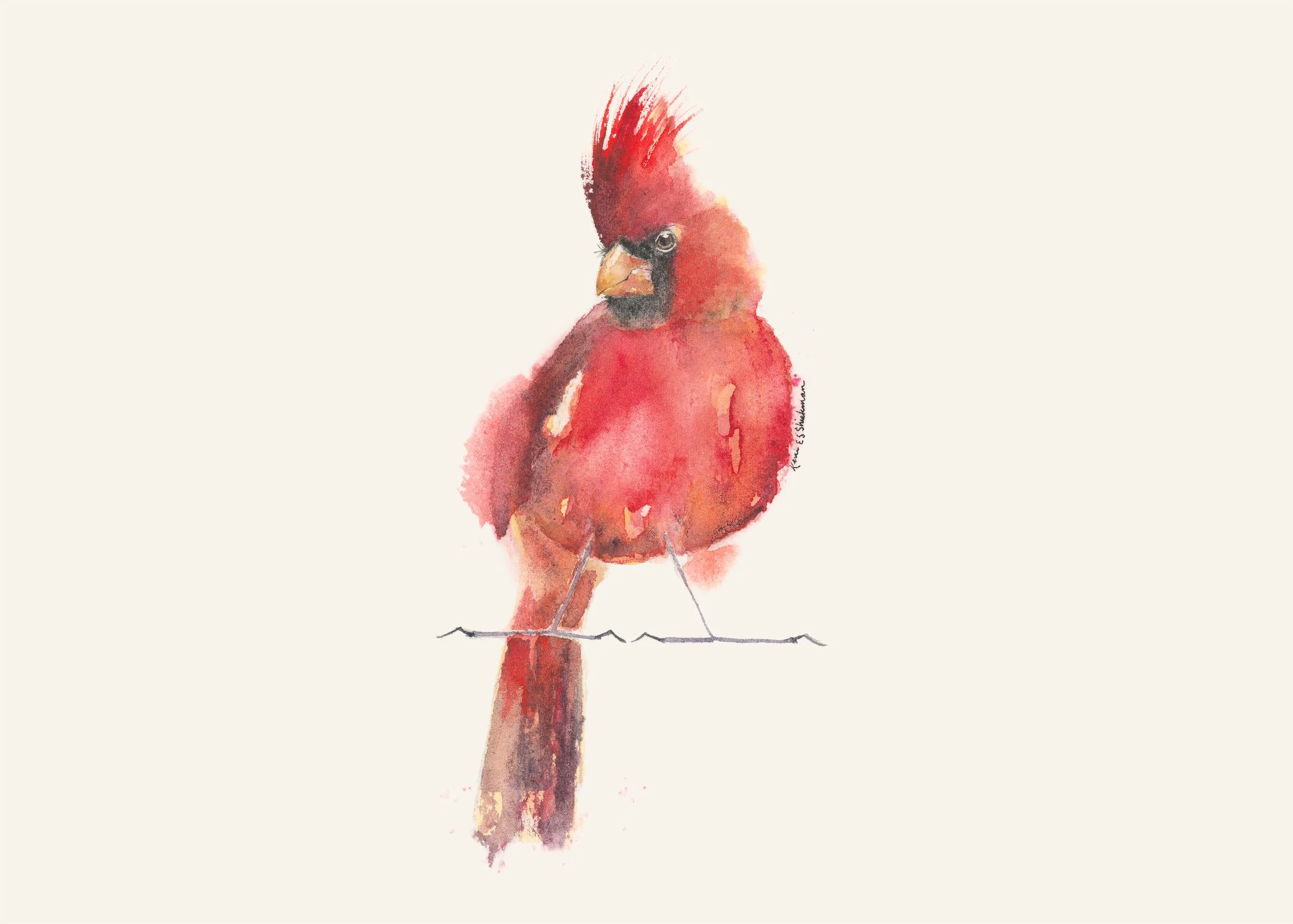 Watercolor painting of a Northern Cardinal.