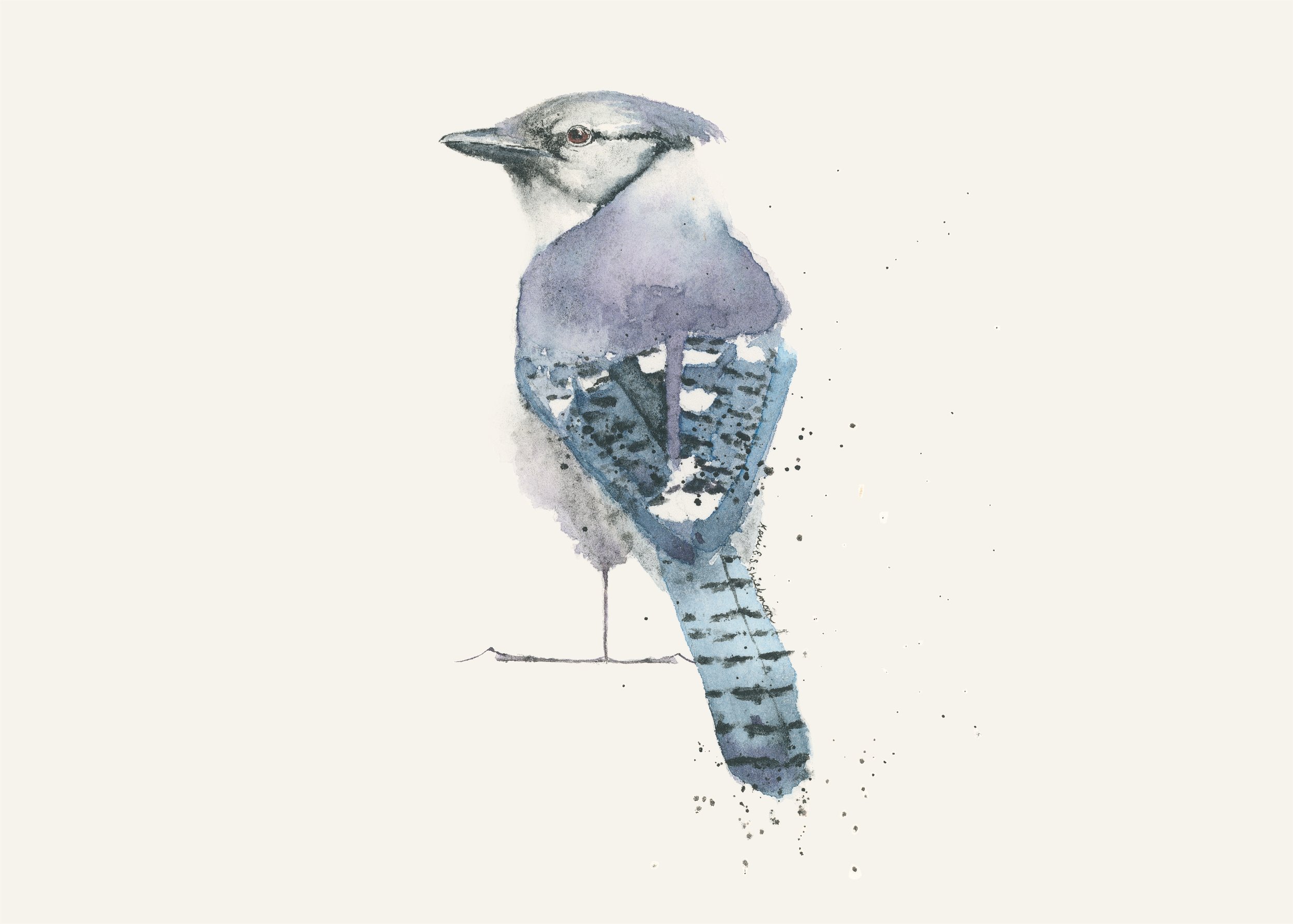 Watercolor painting of a Blue Jay.