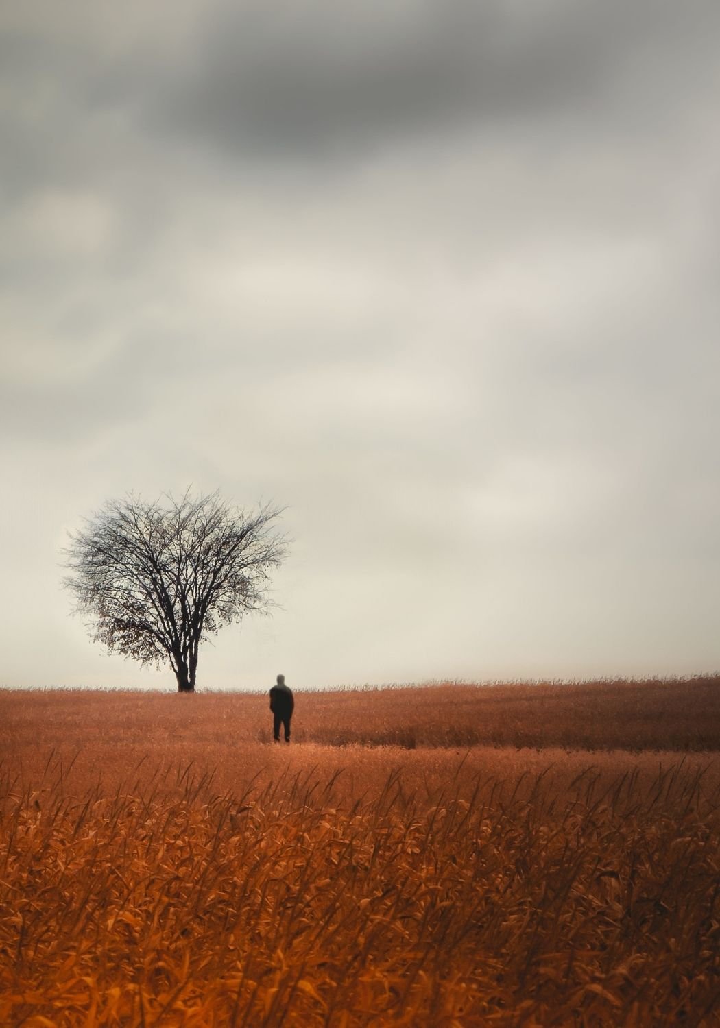 A solitary person standing in a field of tall, orange grass, facing a large, leafless tree under a cloudy sky.