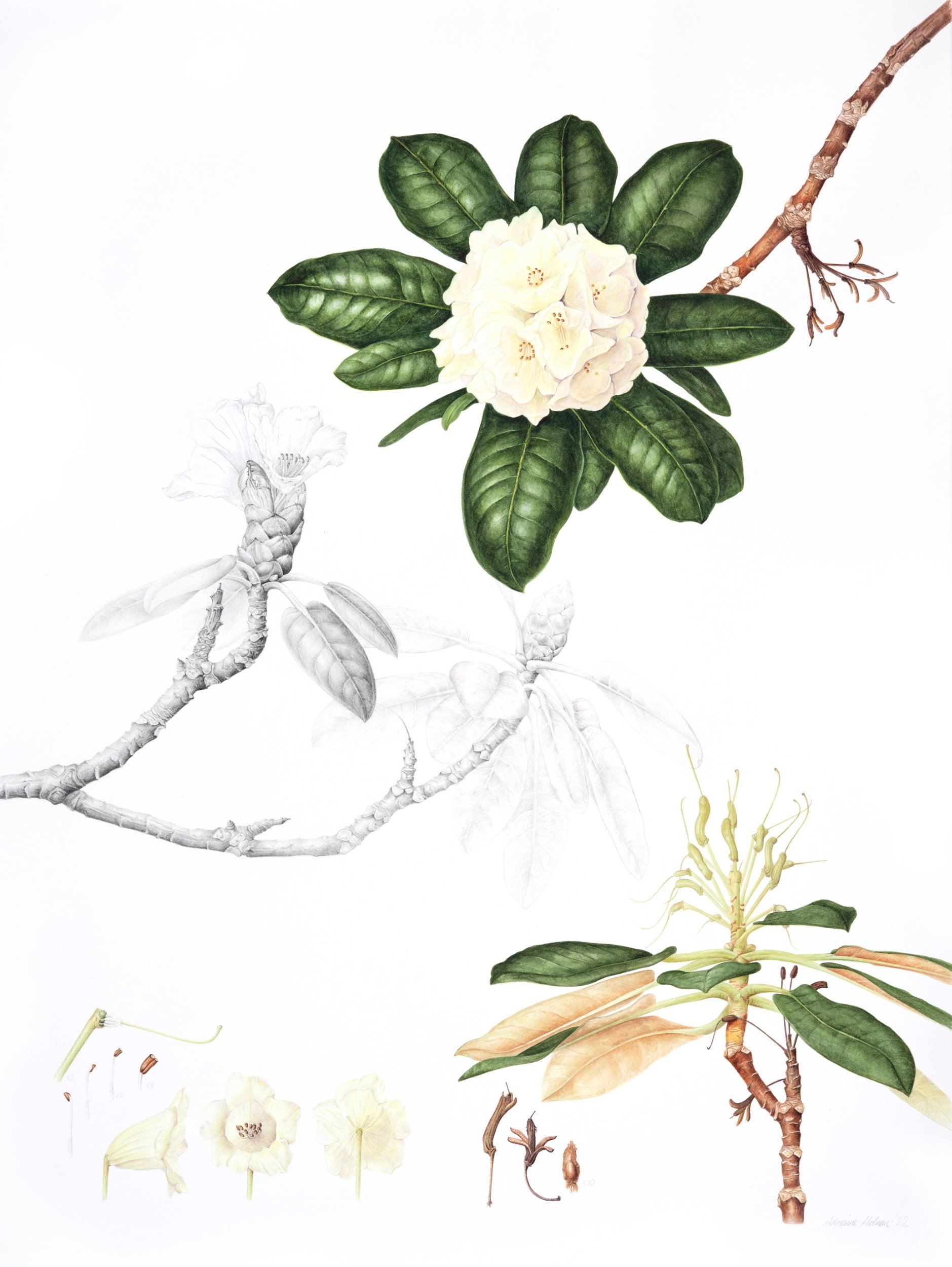 Watercolour and graphite botanical illustration of  Rhododendron lacteum FCC 'Blackhills'.