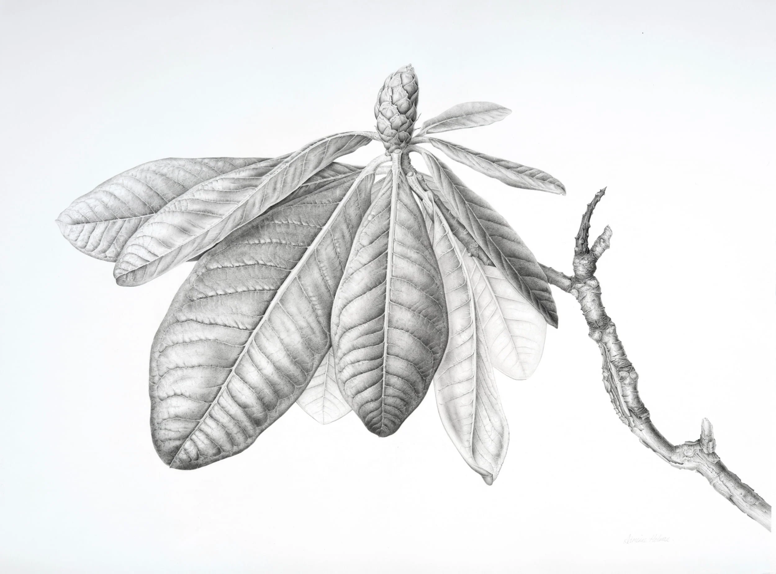 Graphite botanical illustration of Rhododendron sinogrande large leaf species.