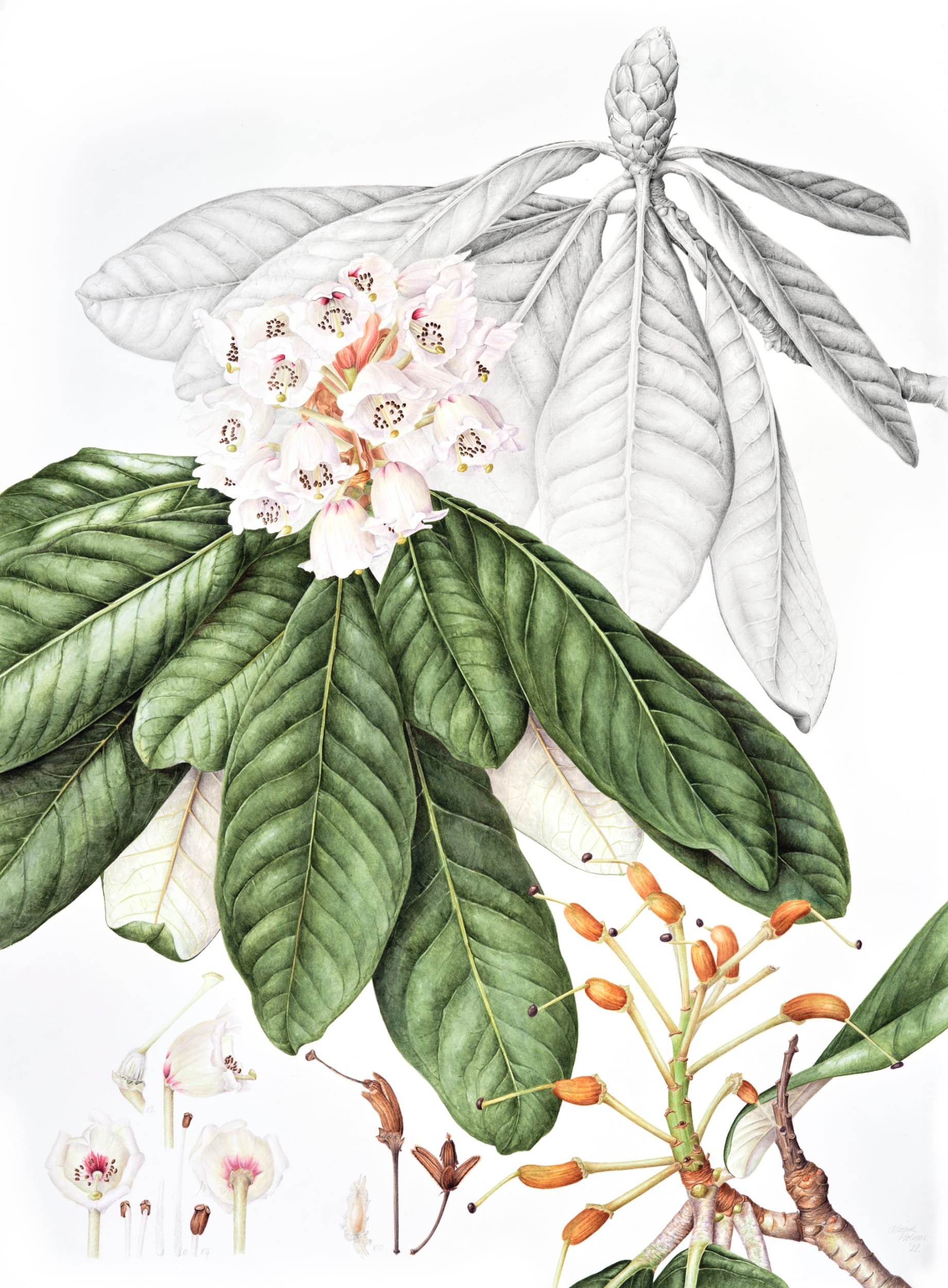 Watercolour and graphite botanical illustration of Rhododendron sinogrande.