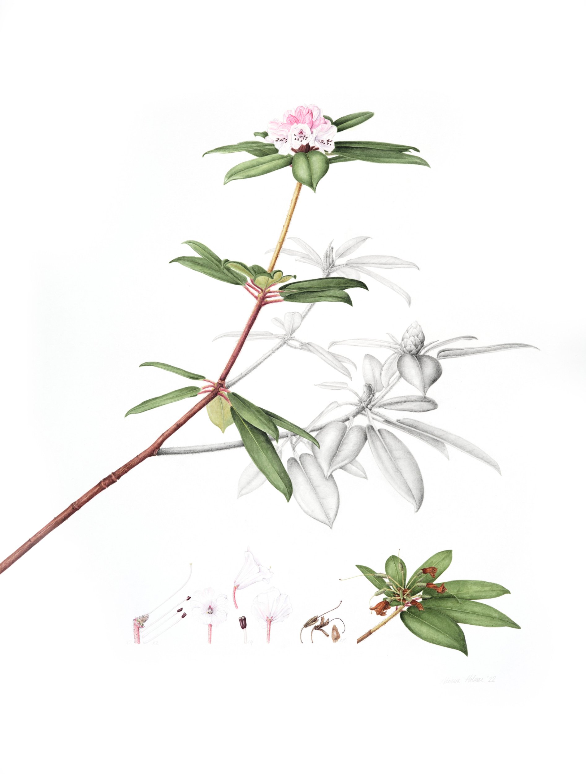 Watercolour and graphite botanical illustration of Rhododendron pachytrichum var. monosematum.
