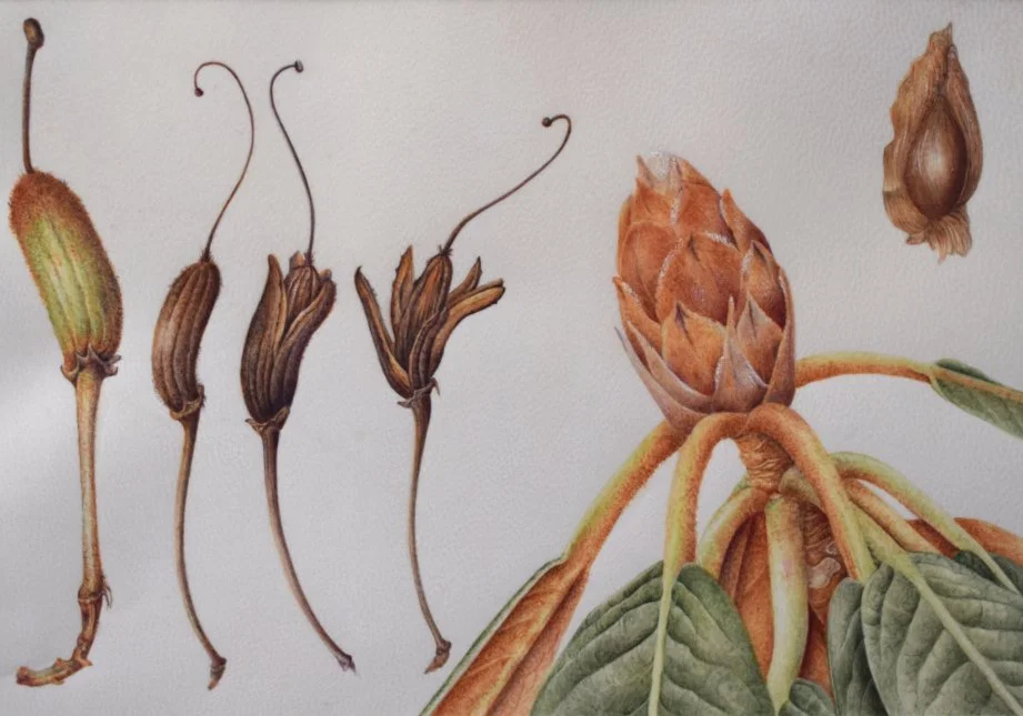 Watercolour on vellum, details of Rhododendron falconeri.
