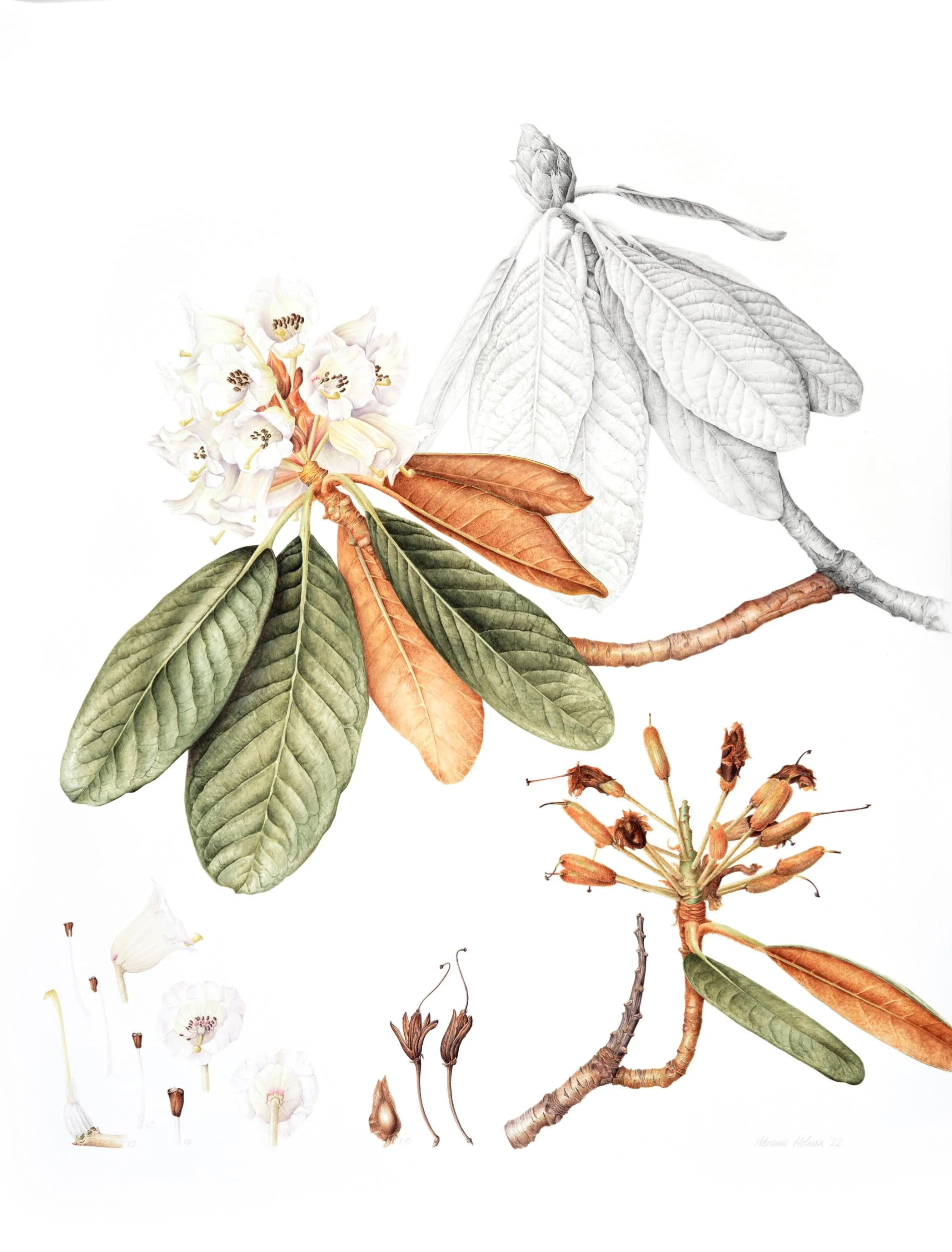 Watercolour and graphite botanical illustration of Rhododendron falconeri.