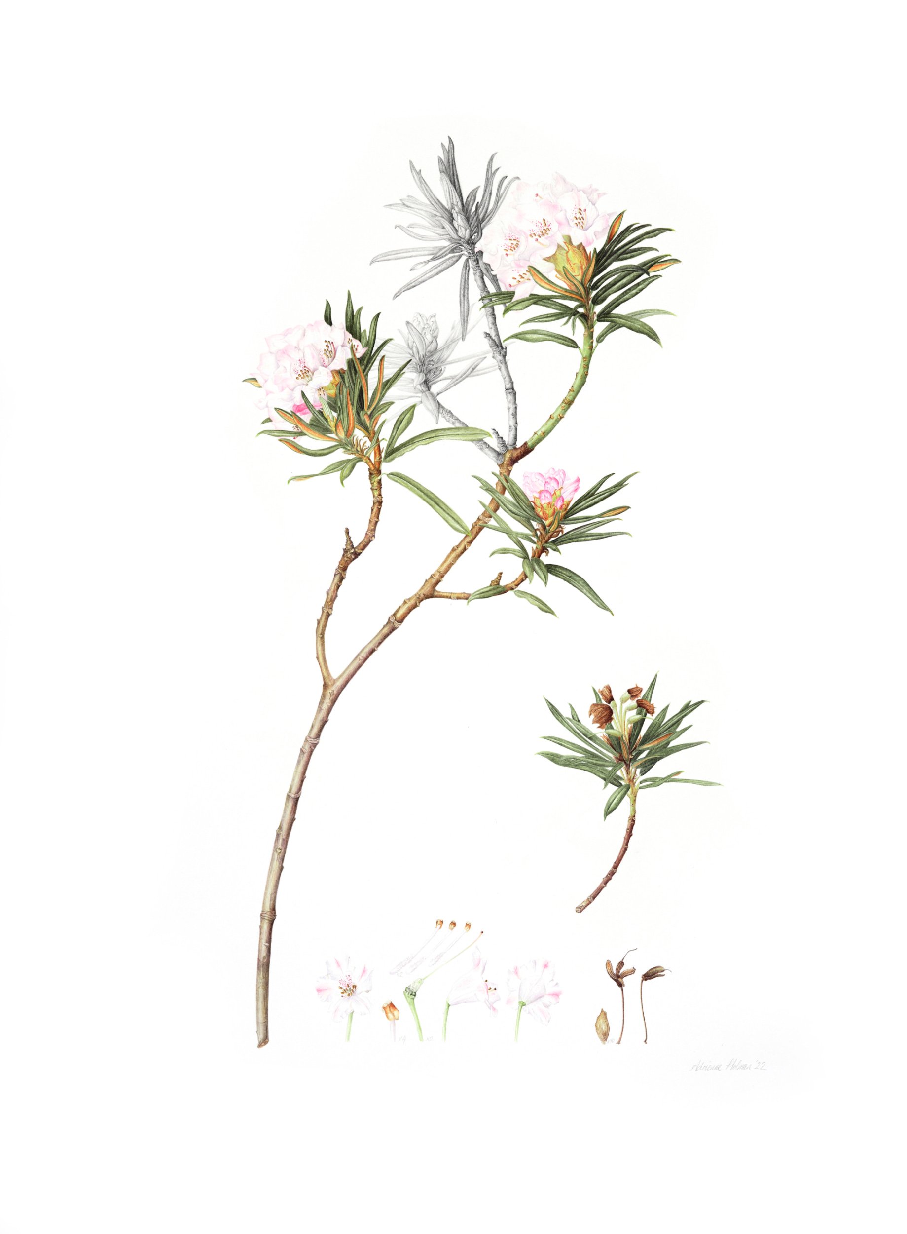Watercolour and graphite botanical illustration of Rhododendron roxieanum var. oreonastes.