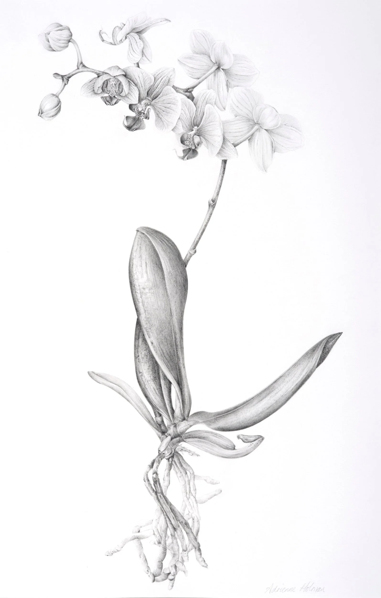 Graphite botanical illustration of moth orchid, Phalaenopsis.