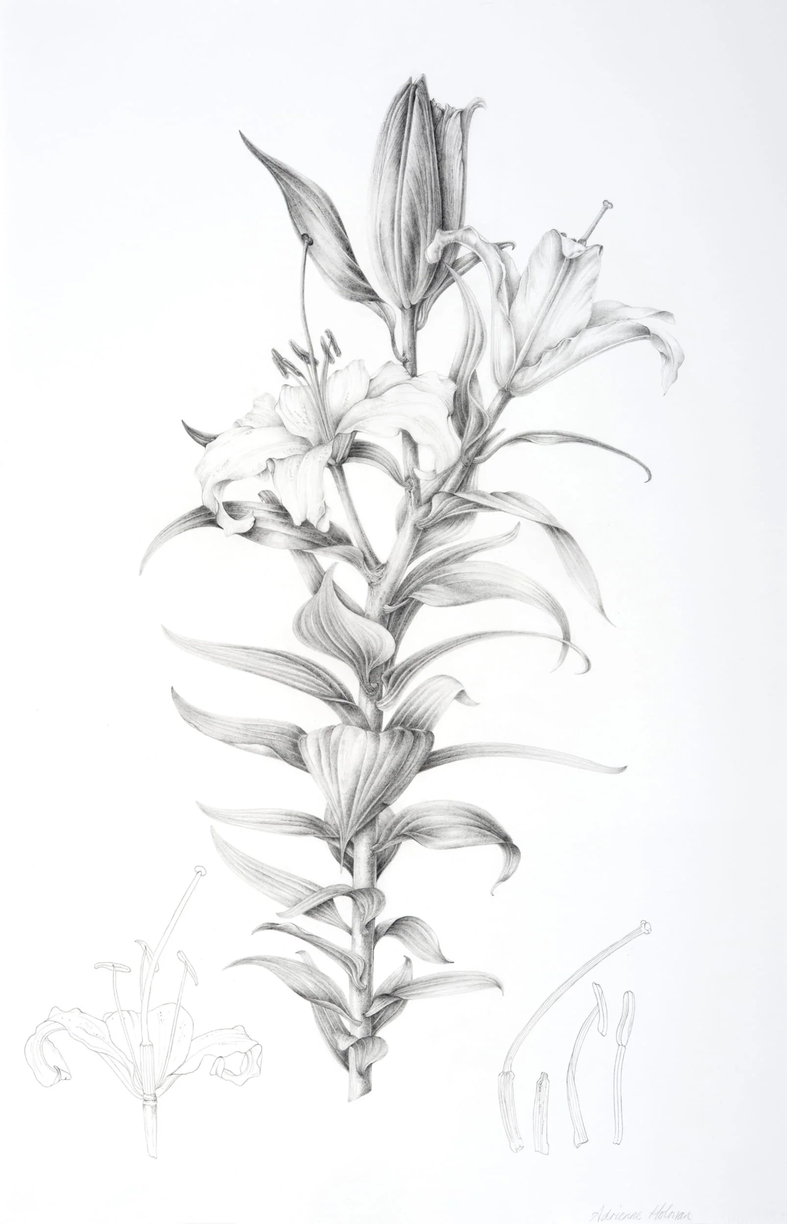 Graphite botanical illustration of beautiful lily, Lilium orientalis.
