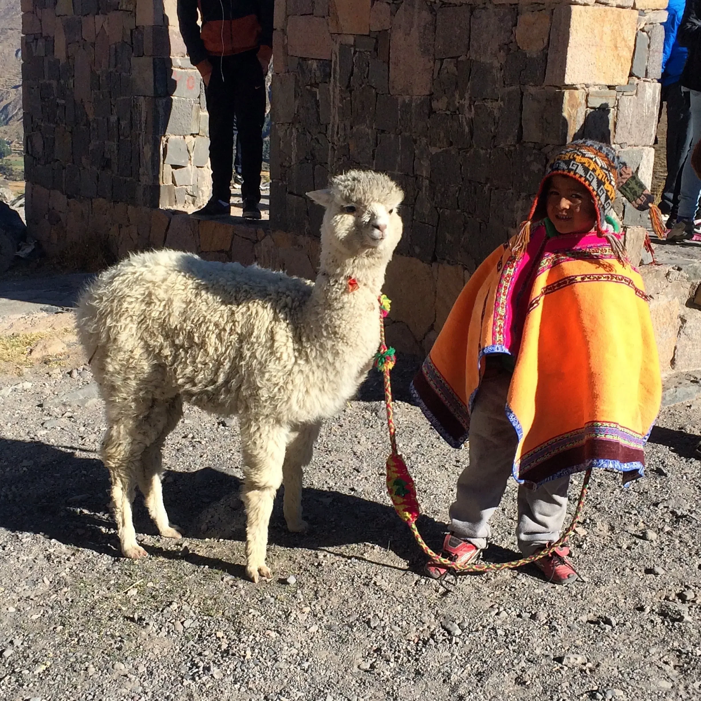 manuela-bedford-gallery-boy-and-alpaca.webp