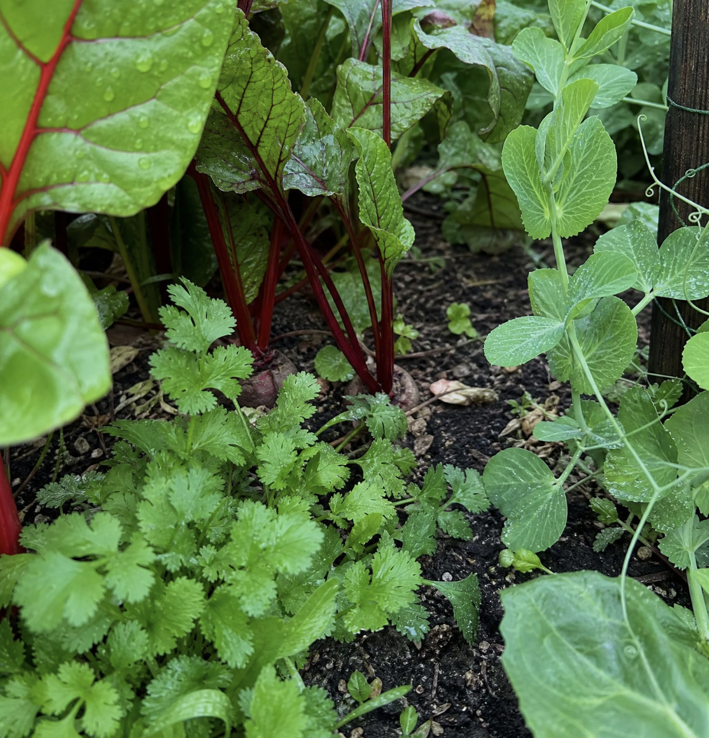 What to Plant in March — A Northern California Grower's Guide