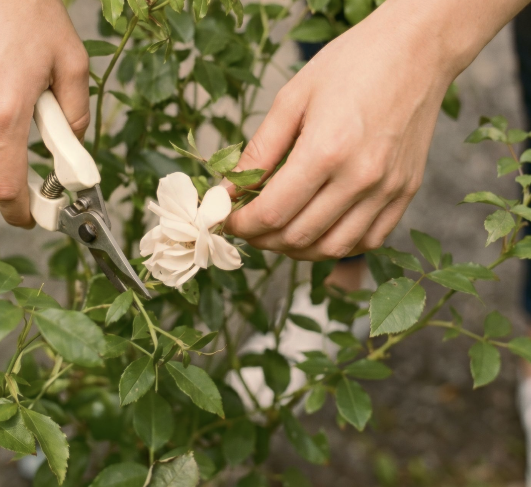 How to Deadhead, Stake, and Keep Summer Blooms Going