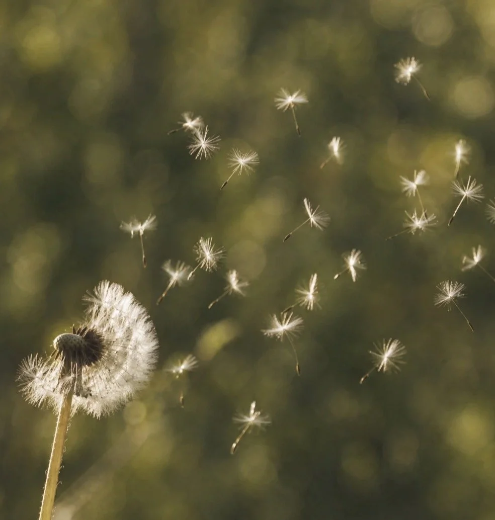 How to Actually Fix Your Allergy Season