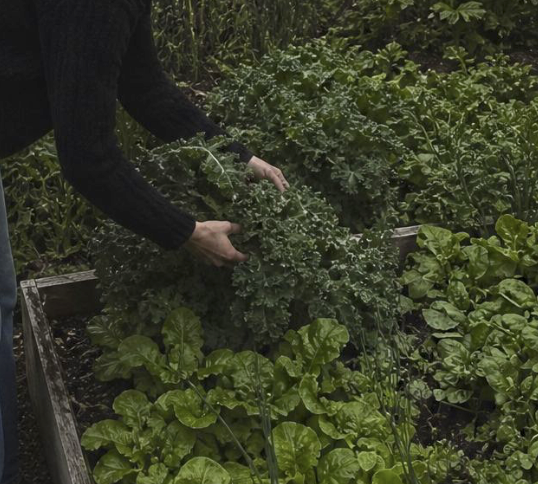 November Field Notes — The Beauty of the Bare Garden