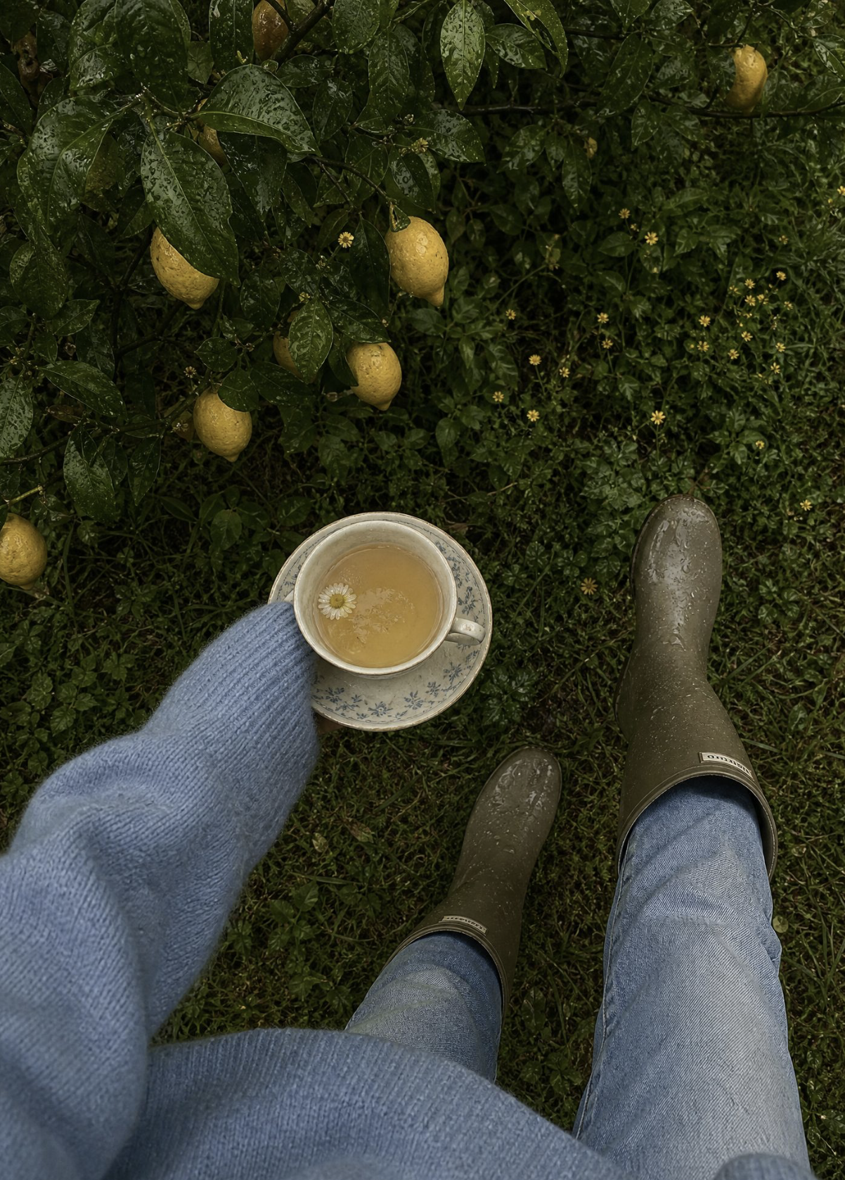 December Field Notes — What the Garden Is Doing While You're Not Looking
