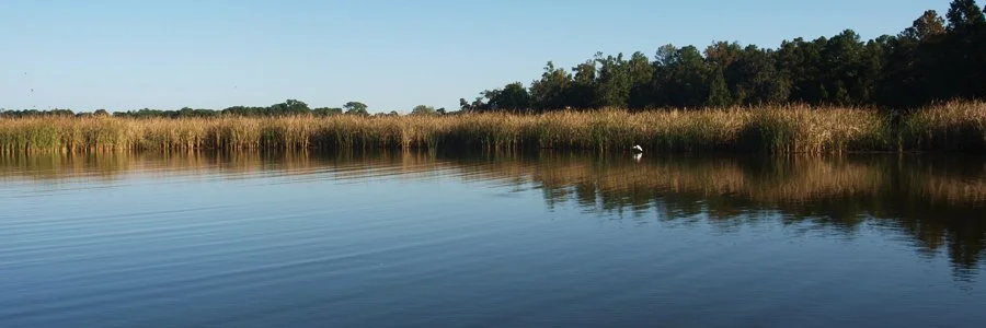 Calm river with tall grass and trees along the shoreline under a clear blue sky.