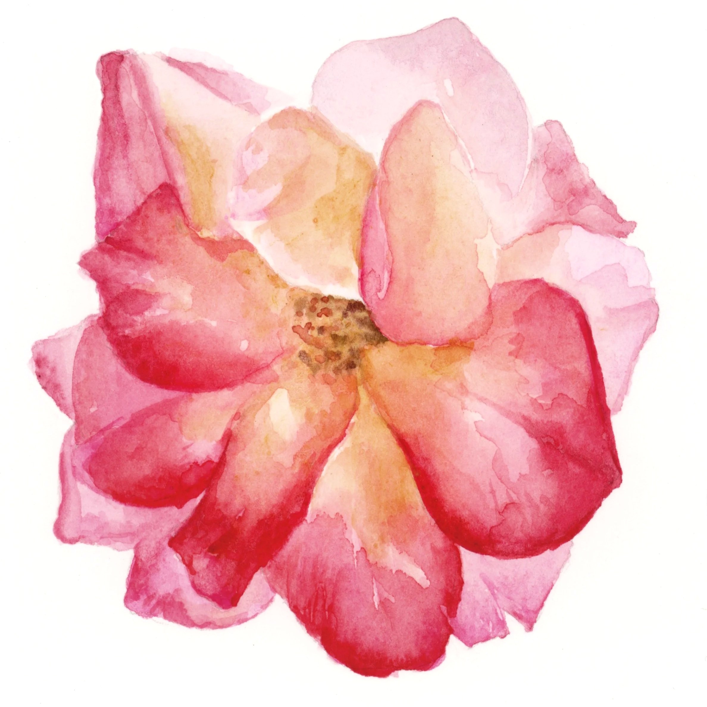 Watercolor painting of pink and peach flower petals on a white background.