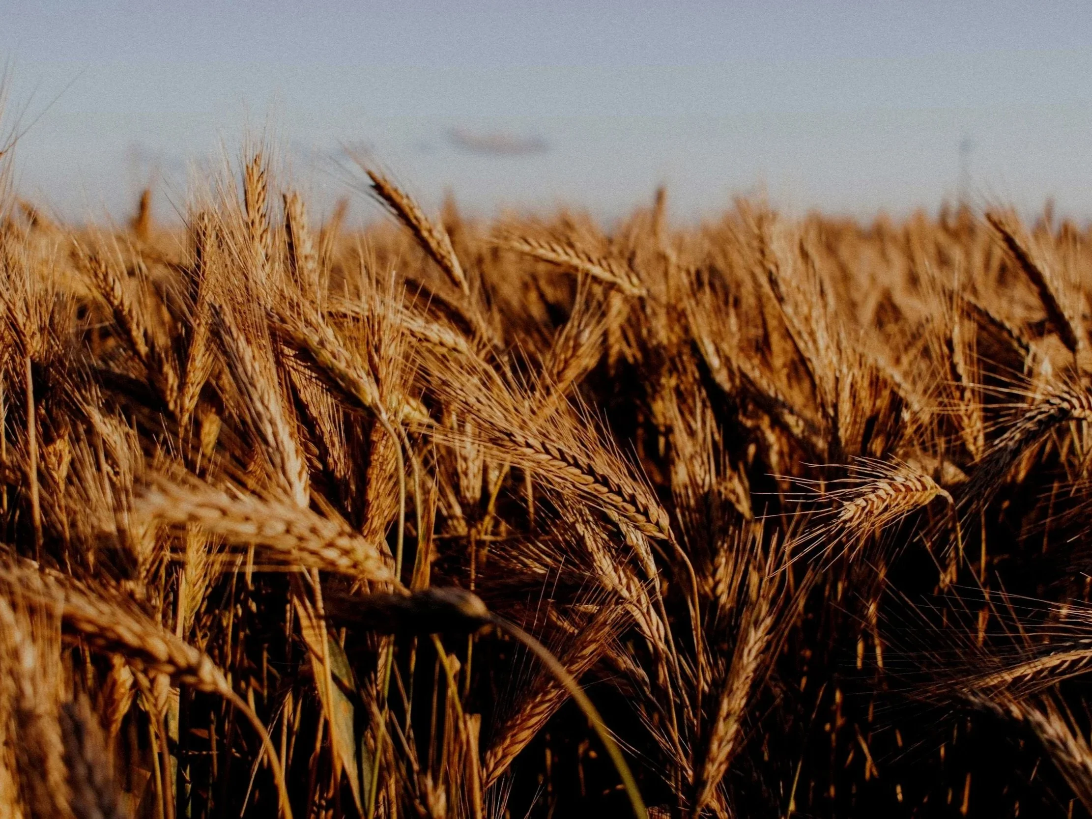 Wheatfield in the sun