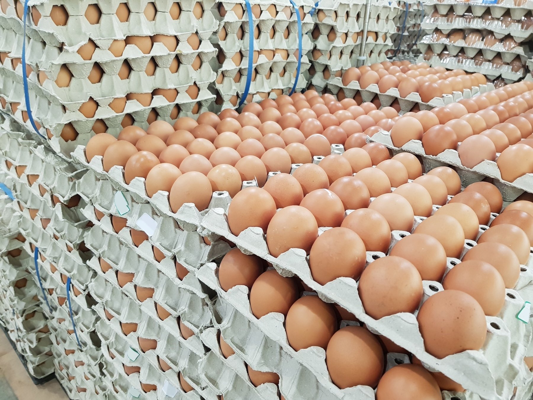 Thousands of brown eggs on a palette ready to be shipped over