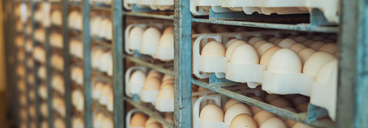 Eggs sitting on a palette in a warehouse ready to be shipped