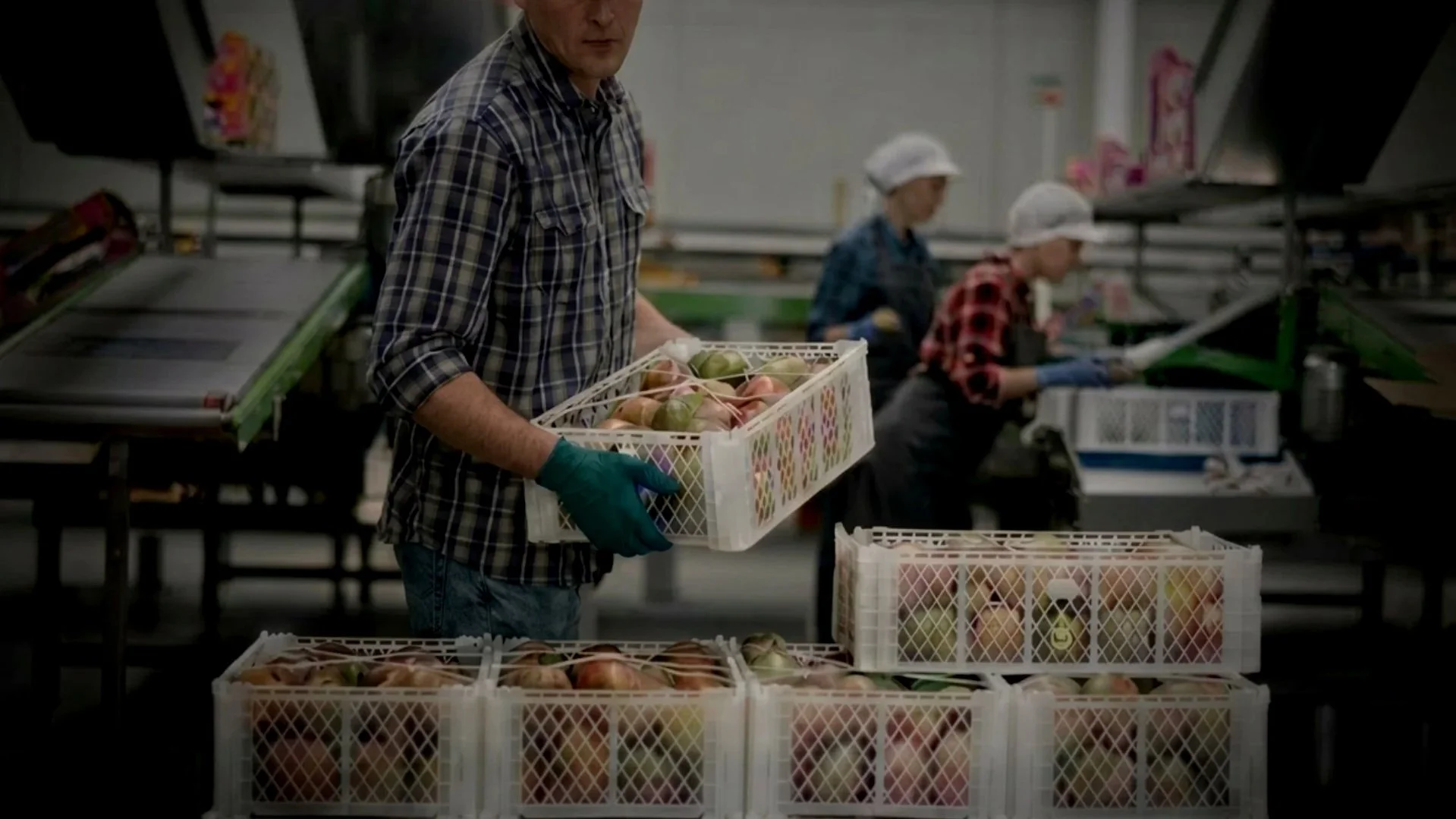 Man placing box of mangoes down on a palette in a warehouse to be shipped off
