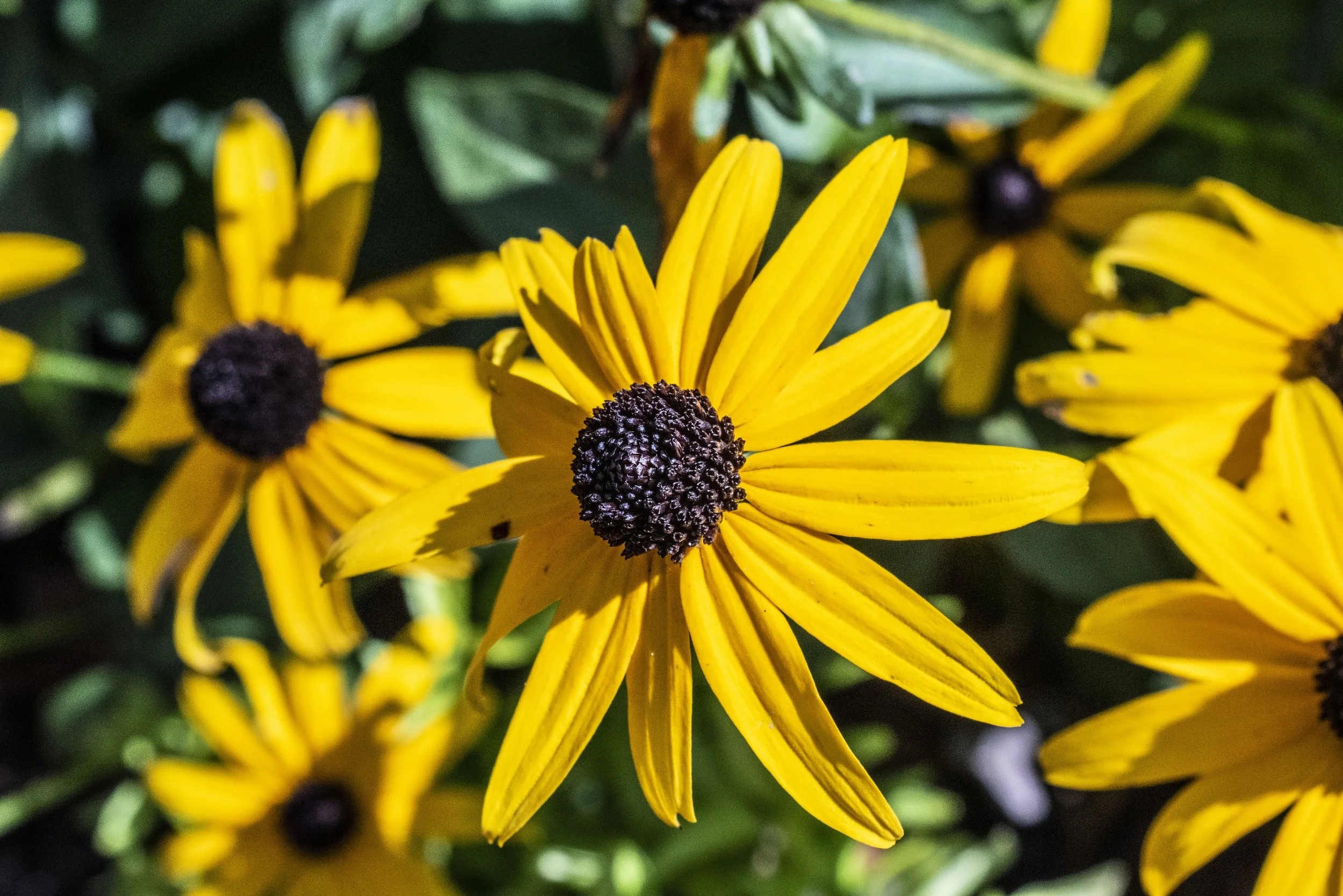 Close-up of bright yellow flowers with dark centers, surrounded by green leaves.