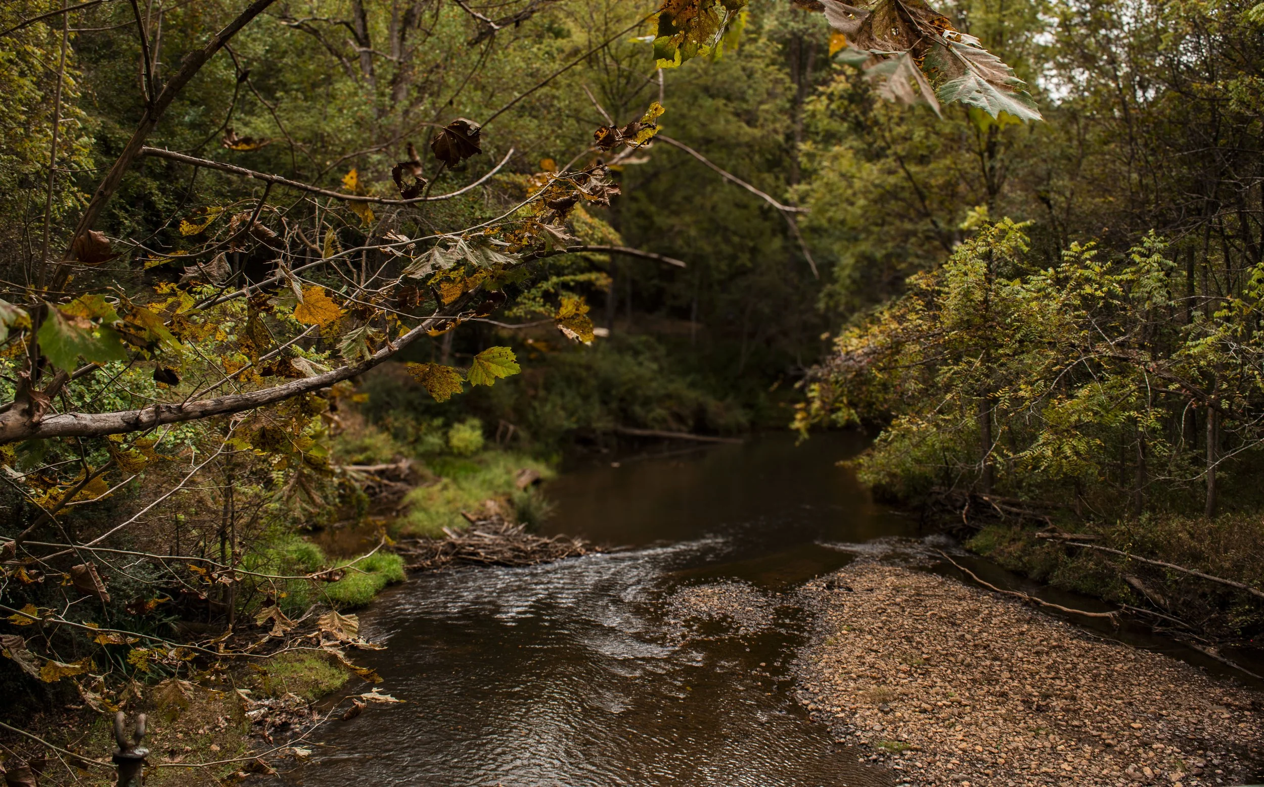 A peaceful creek flowing through a forest with trees displaying fall foliage in shades of green, yellow, and brown.
