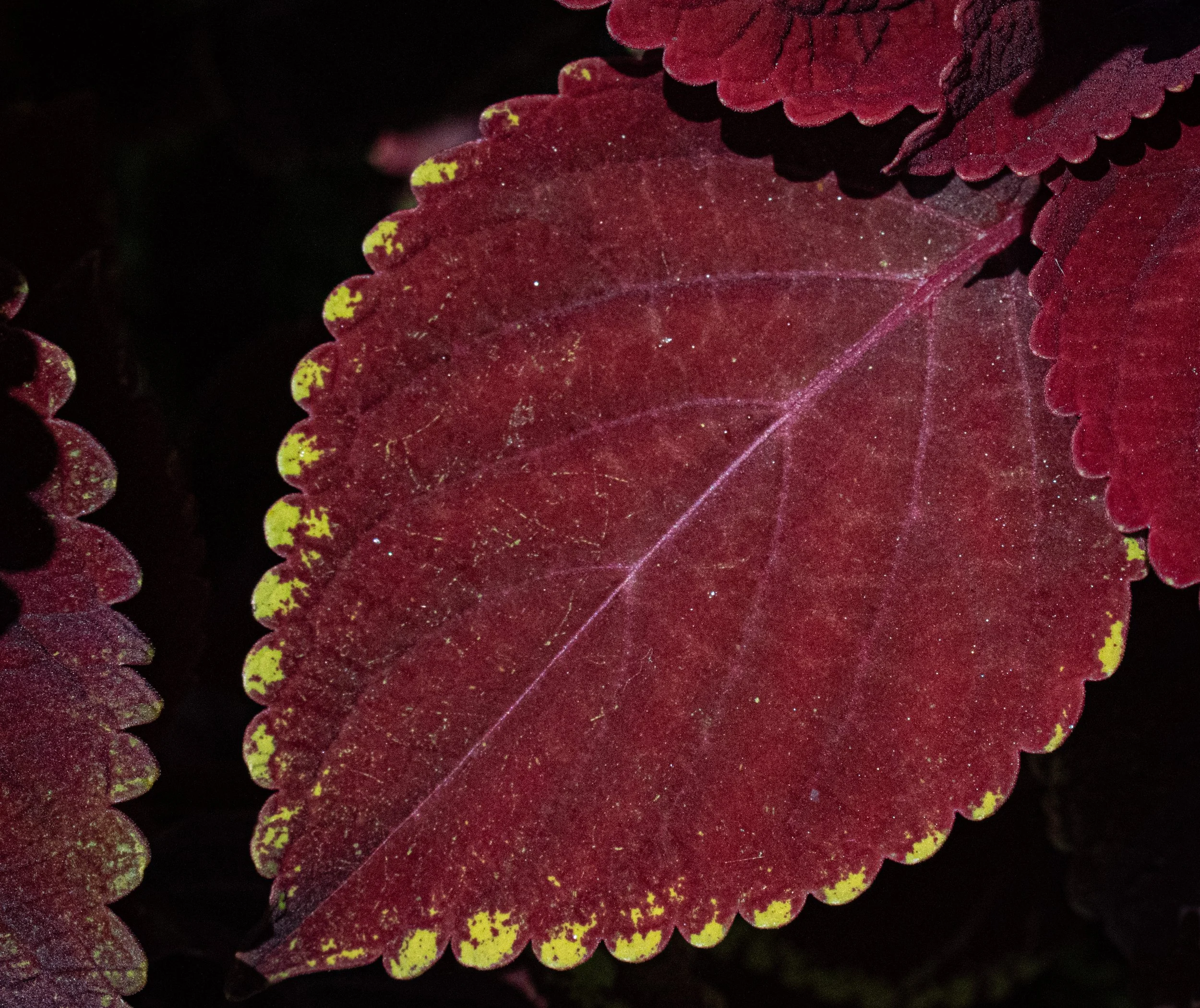 Close-up of a red leaf with yellow spots along the scalloped edges, showing detailed textures and a prominent central vein, against a dark background.