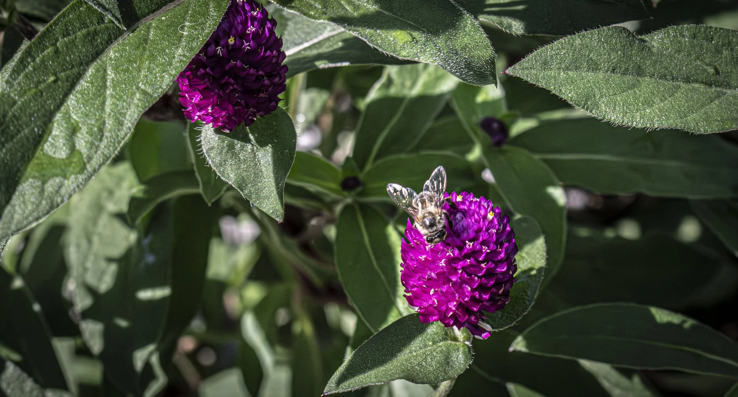 Close-up of a bee collecting nectar from a bright purple flower, surrounded by green leaves with dew droplets.