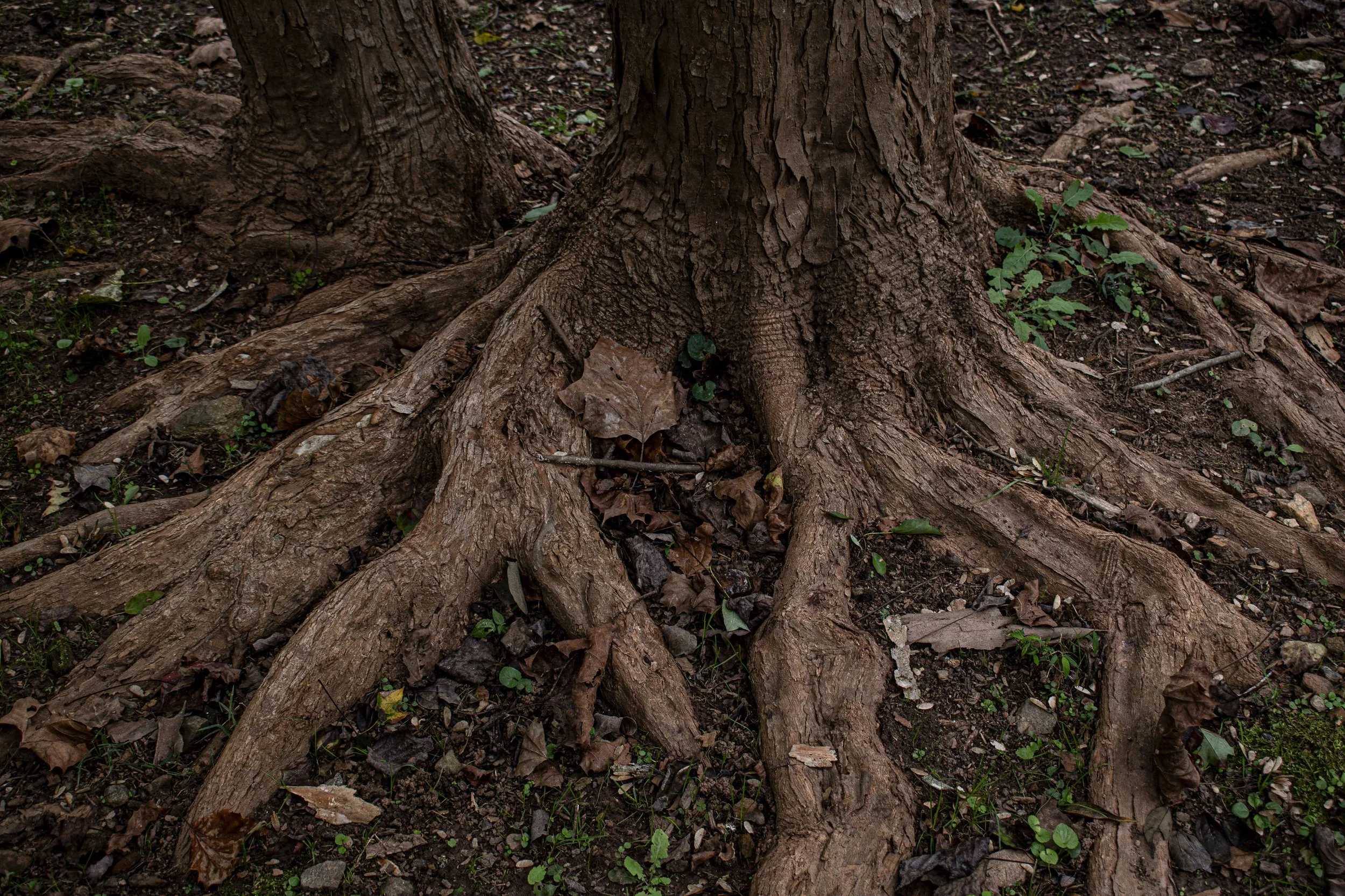 Close-up of tree roots on the forest floor with small green plants and fallen leaves.