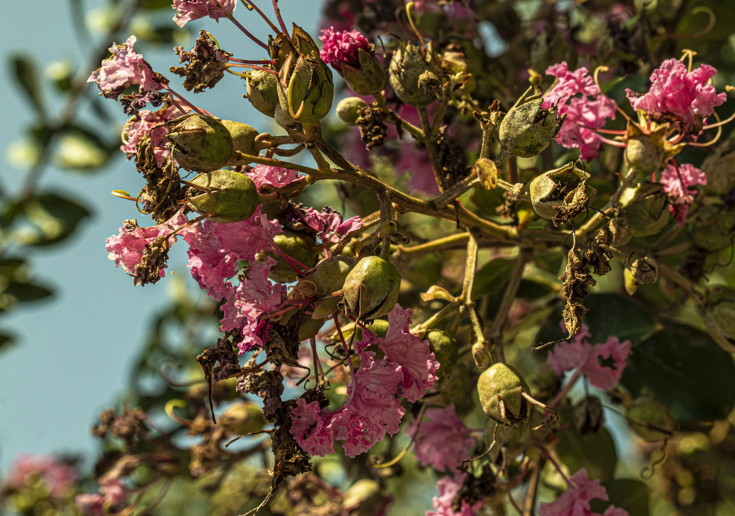 Close-up of a flowering tree branch with pink flowers, green seed pods, and some dried flowers, against a blue sky background.